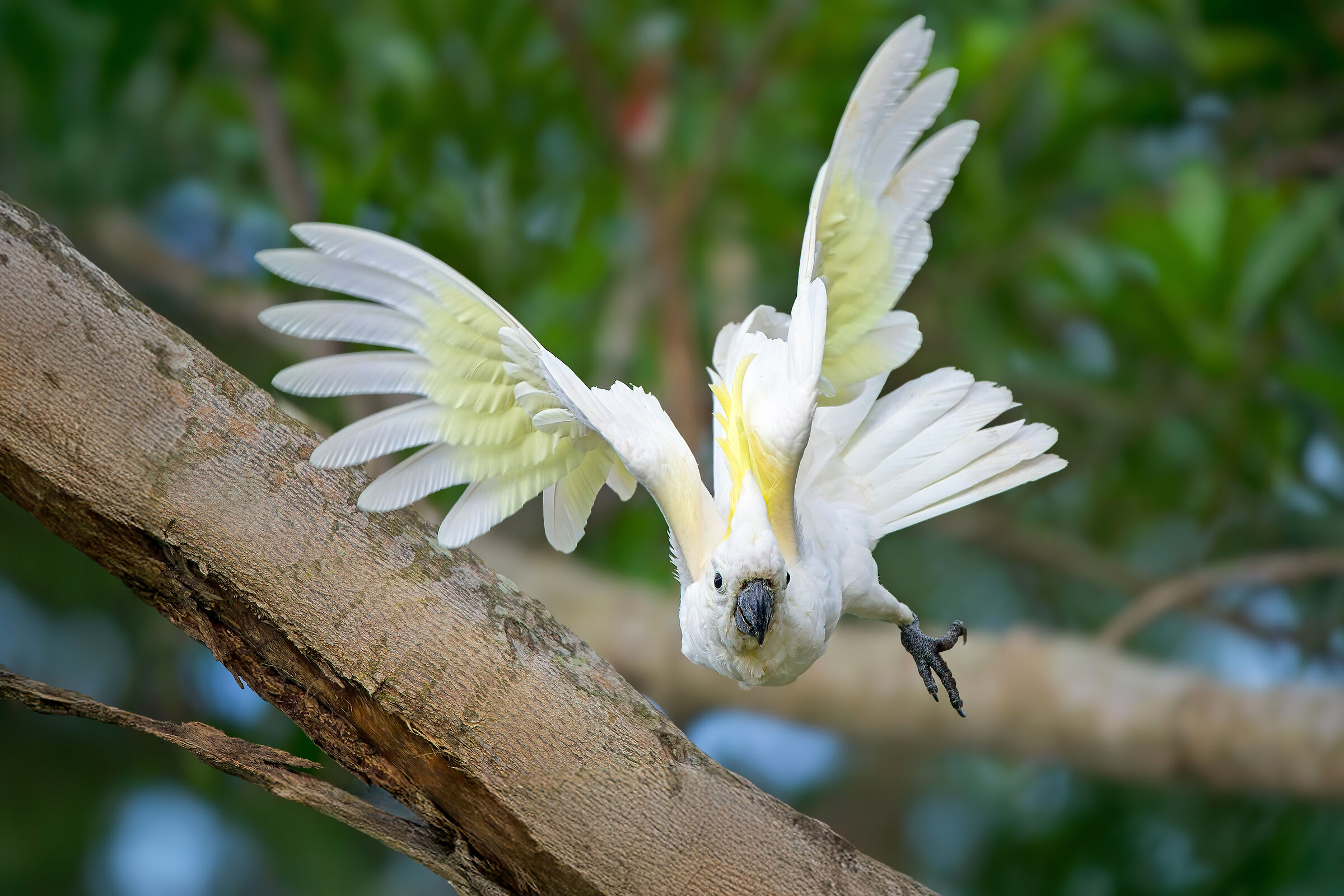 Cacatua crestagialla
