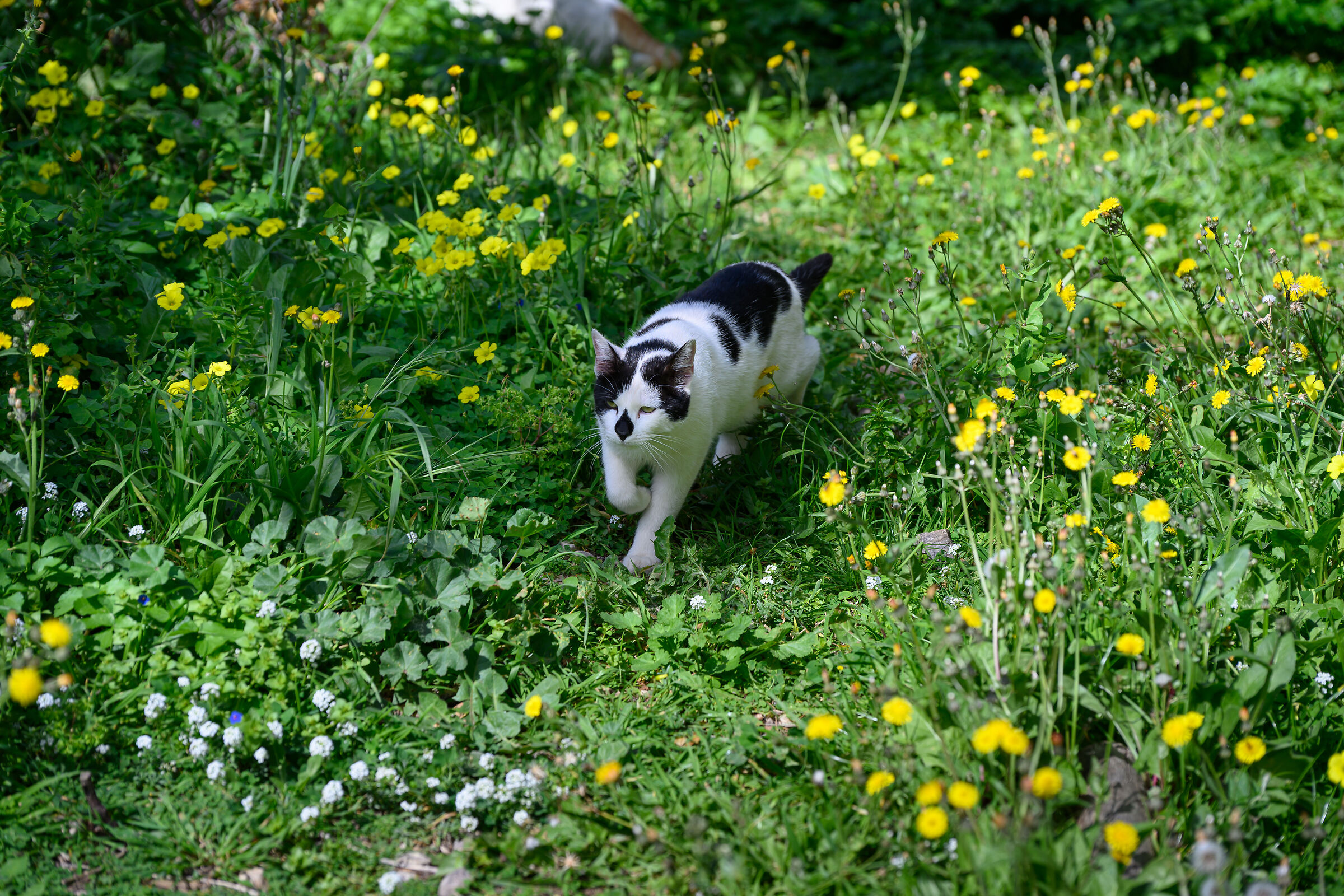 cat