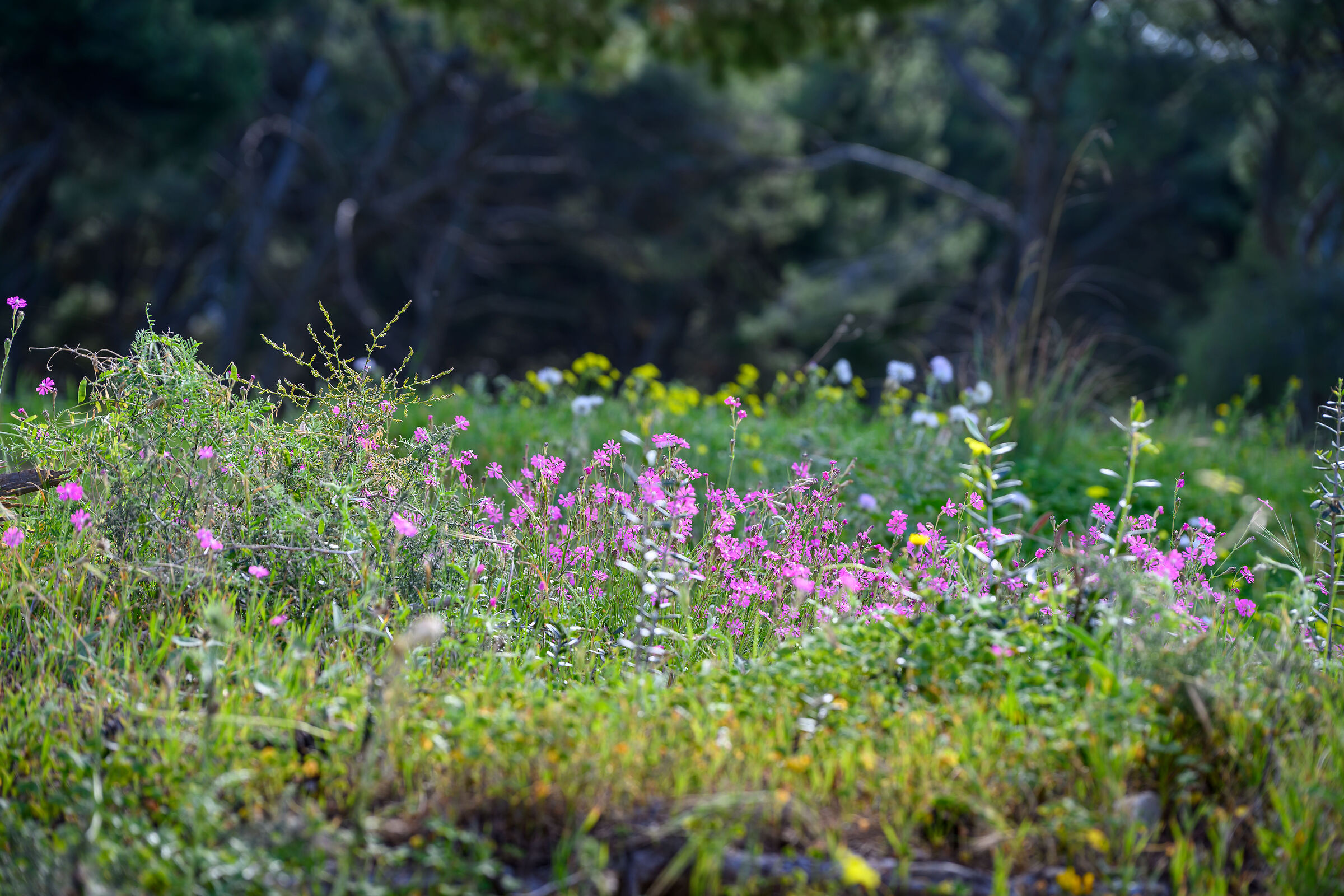 Primavera