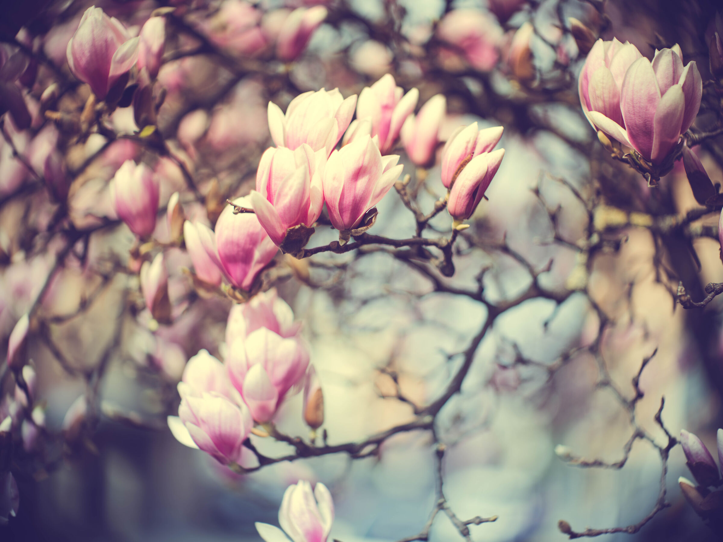 Pink Springtime on a Fuji camera
