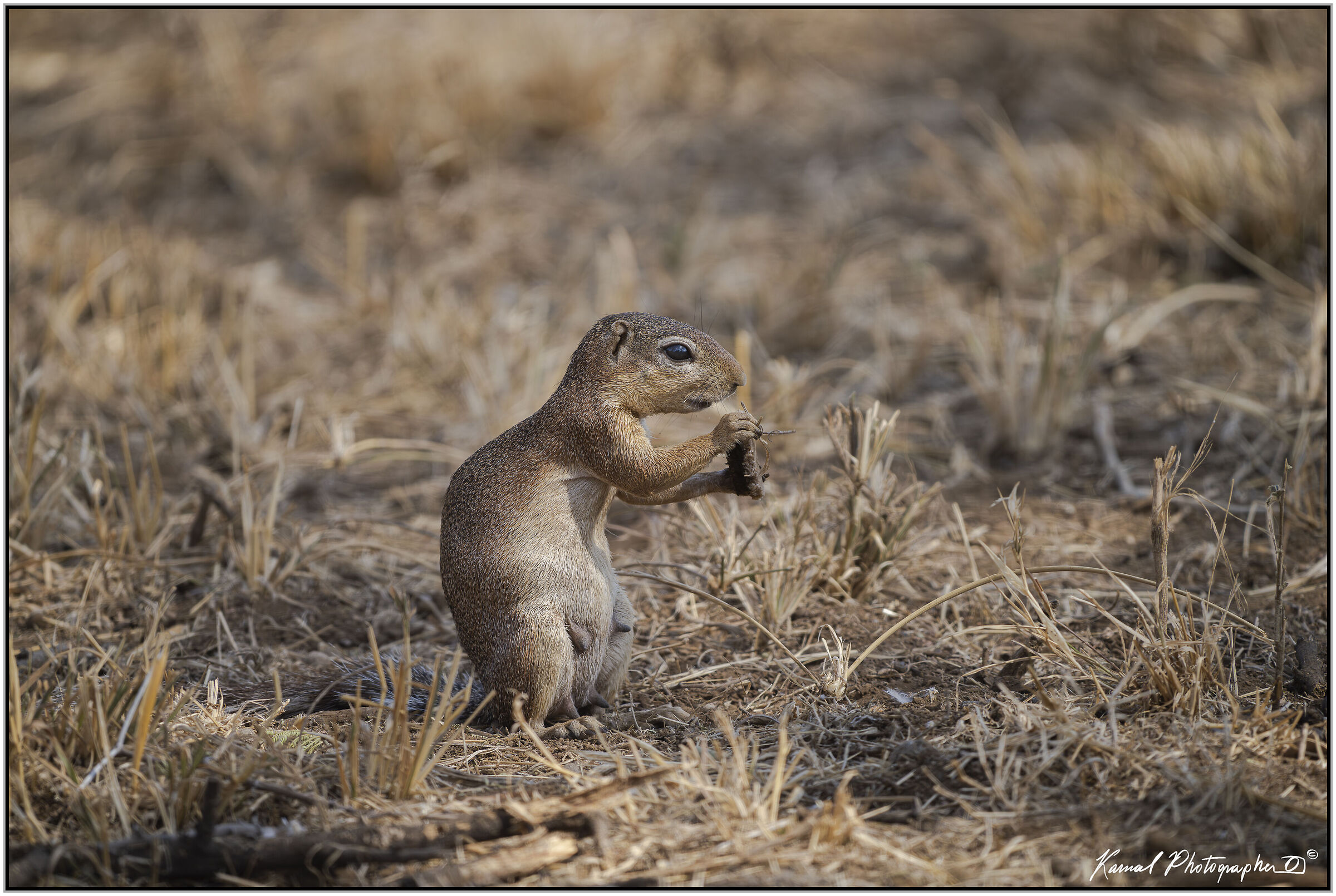 Ground squirrel (Xerus rutilus)