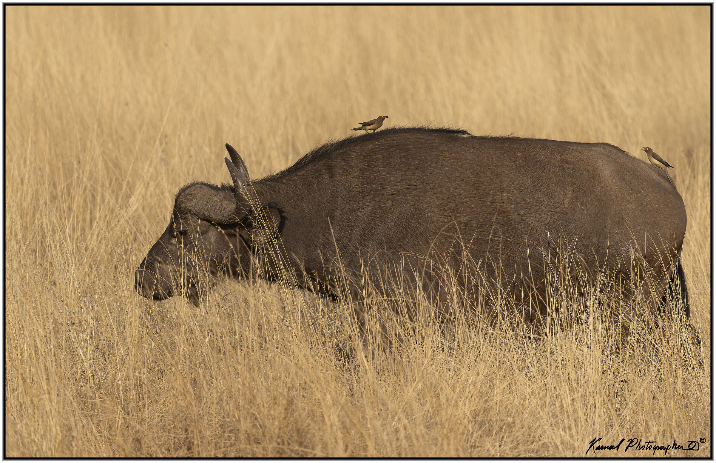 African buffalo (Syncerus caffer)
