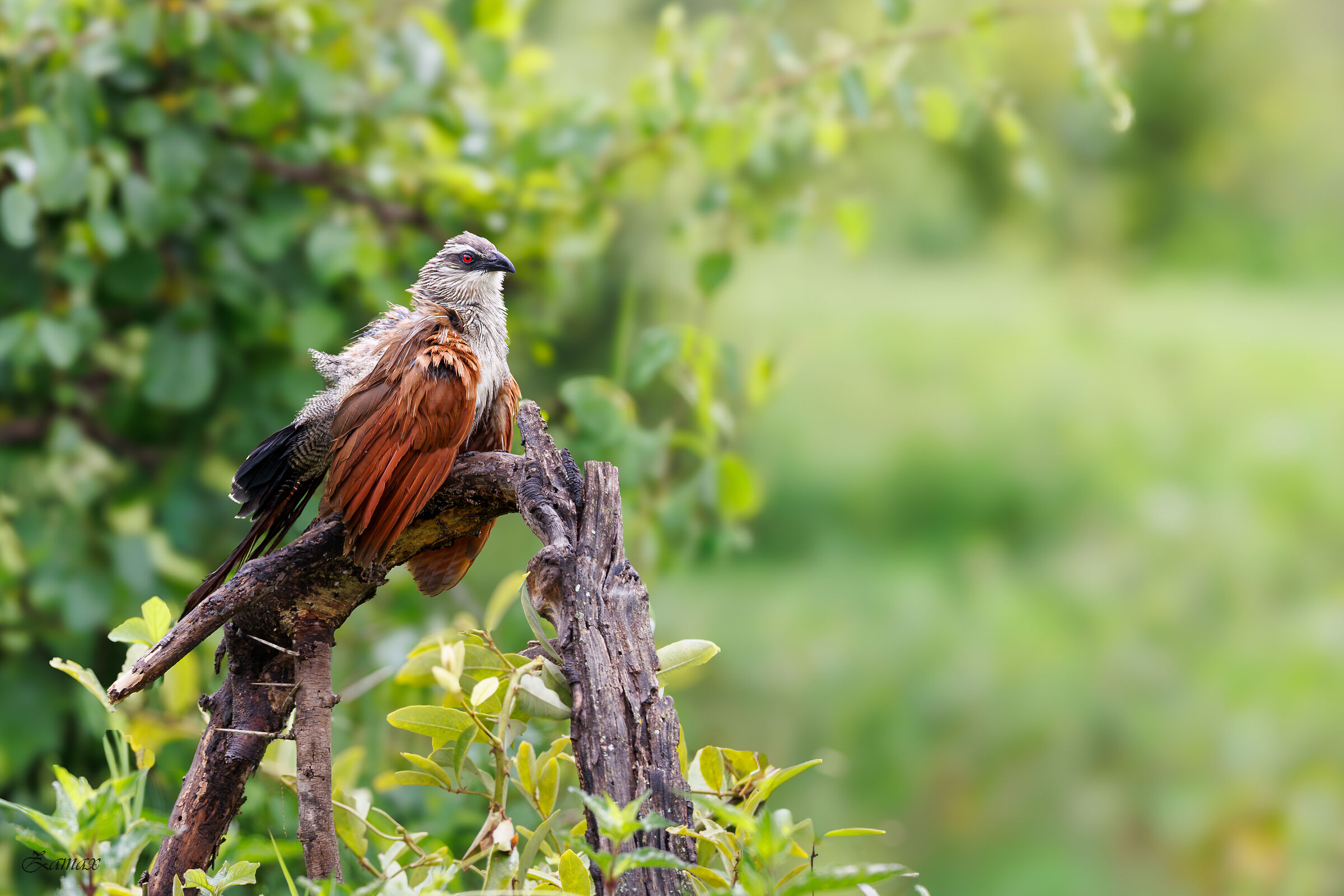 White-eyebrowed cuckoo