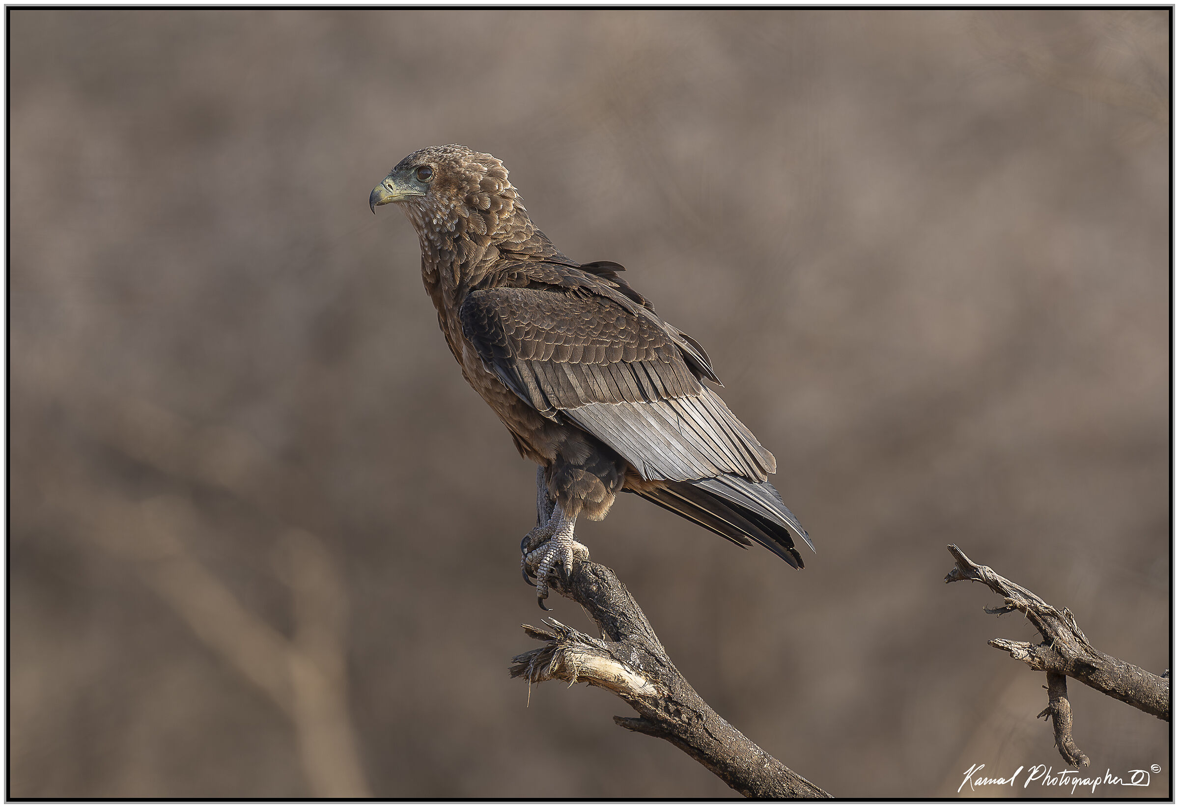 Juggling falcon (Terathopius ecaudatus)