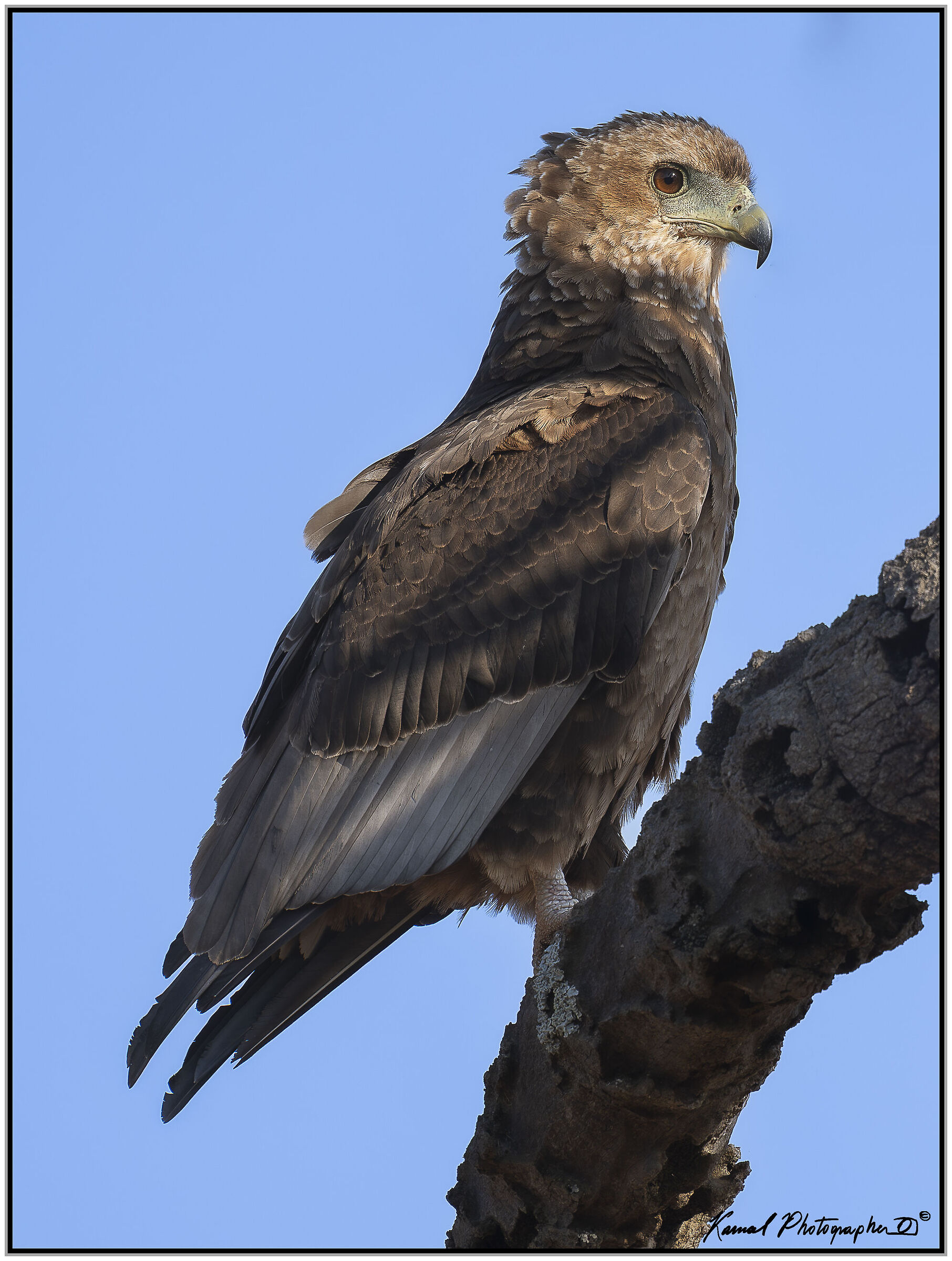 Juggling falcon (Terathopius ecaudatus)