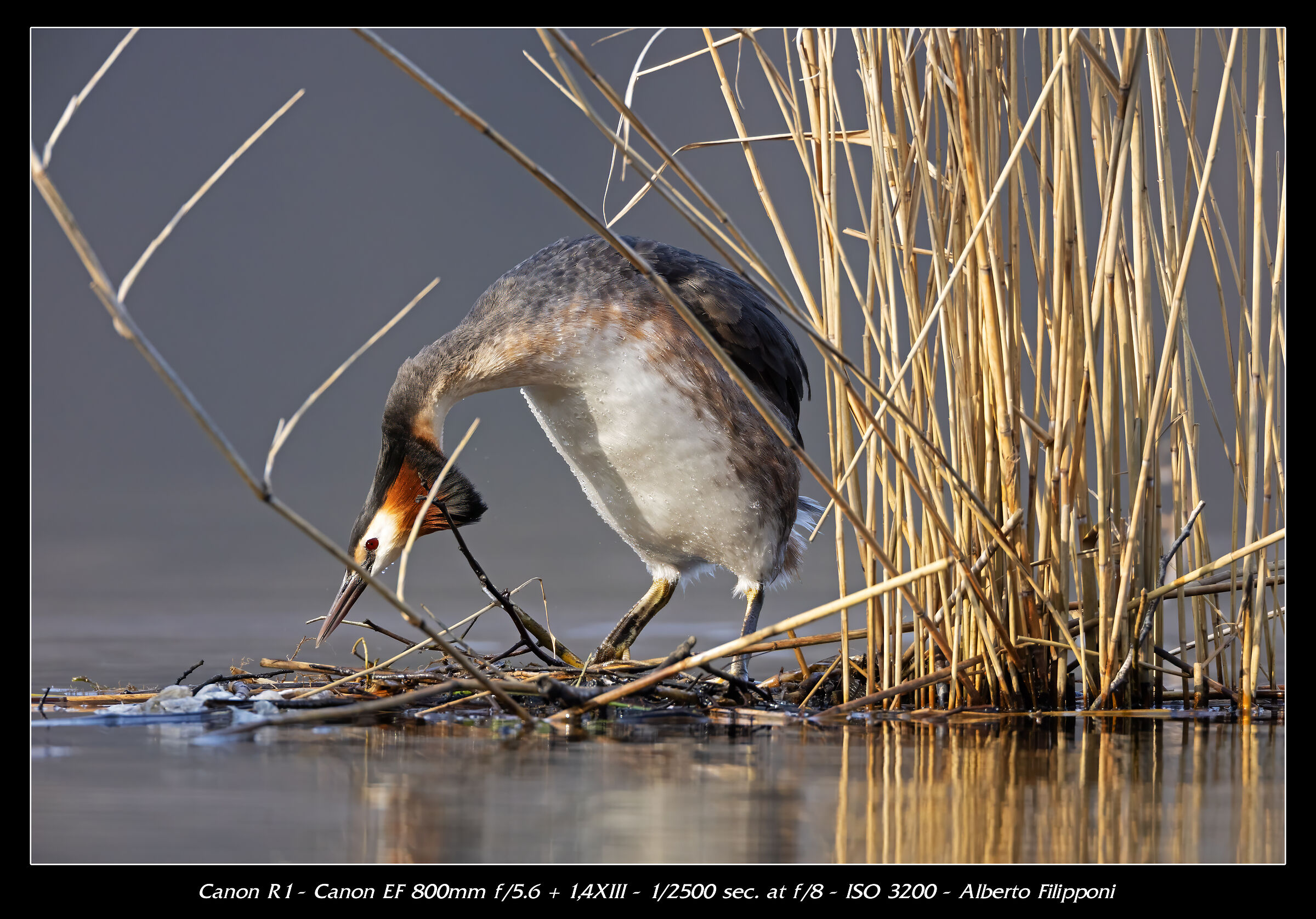 Preparazione del nido