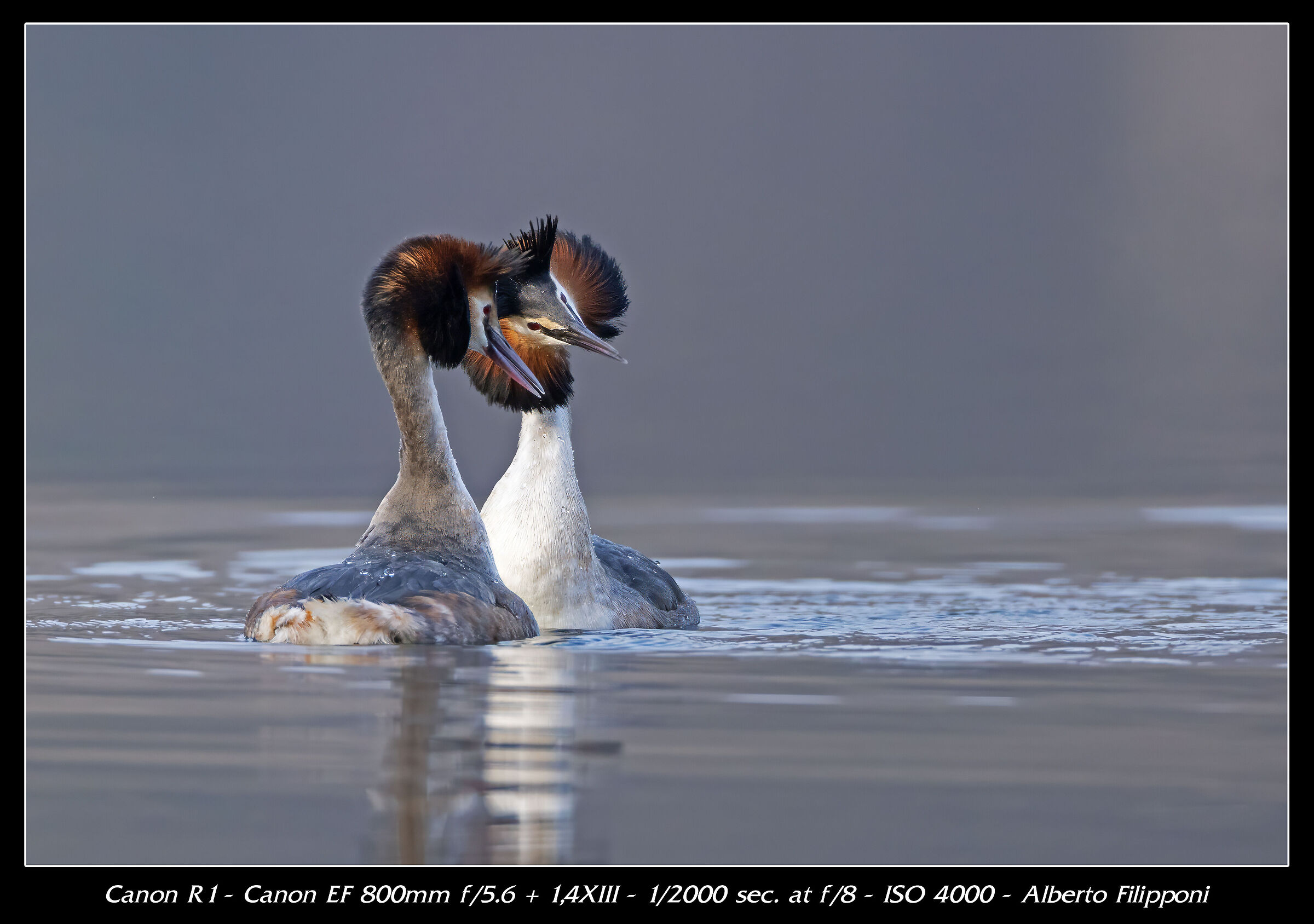 Coccole dopo l'accoppiamento