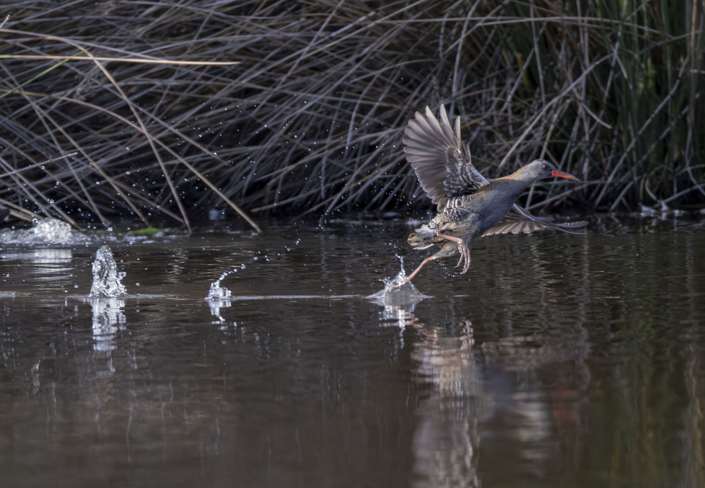 Water rail on the run