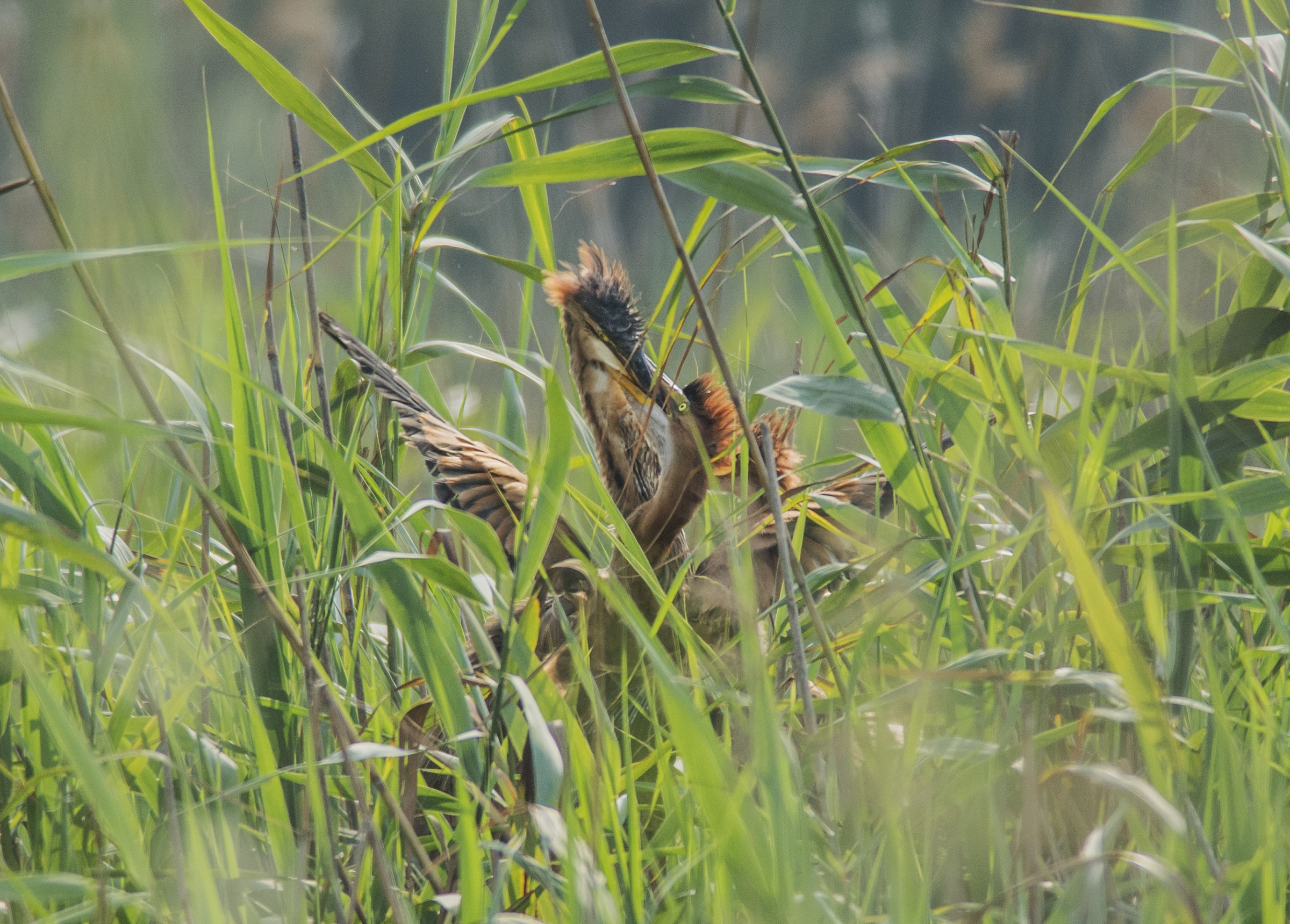 pranzo del pullo rosso