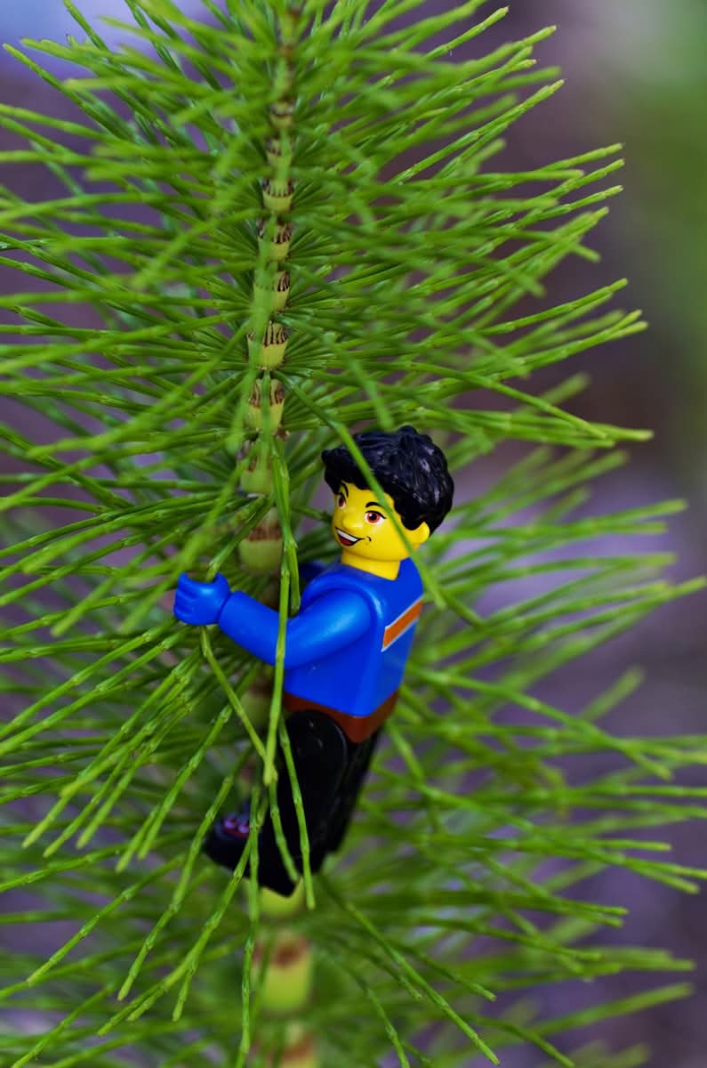 Arrampixatore solitario