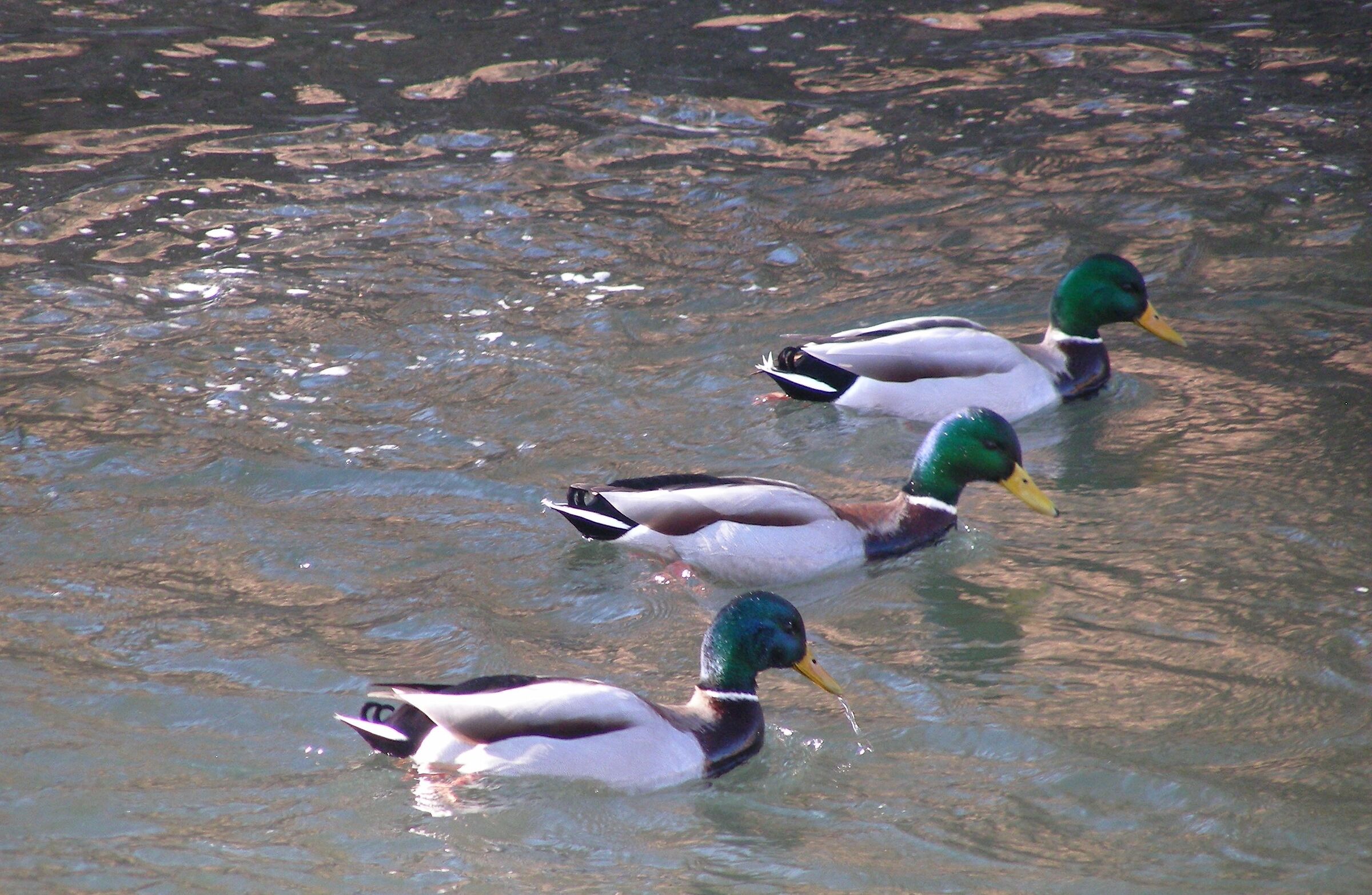 Germani reali schierati a caccia sul lago