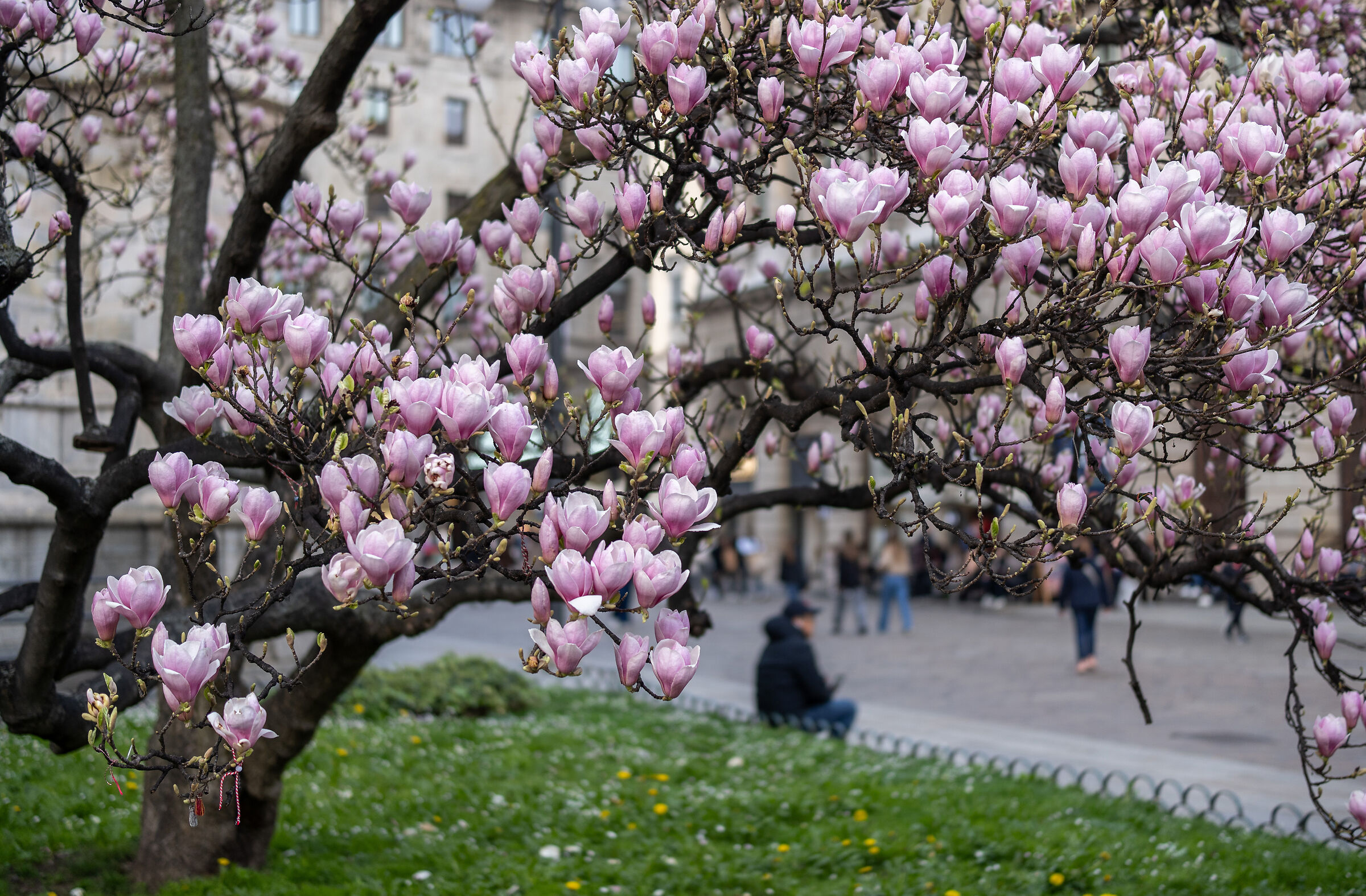 "Magnolia Denudata" in Piazza Duomo - 06/03/2026, 17:09