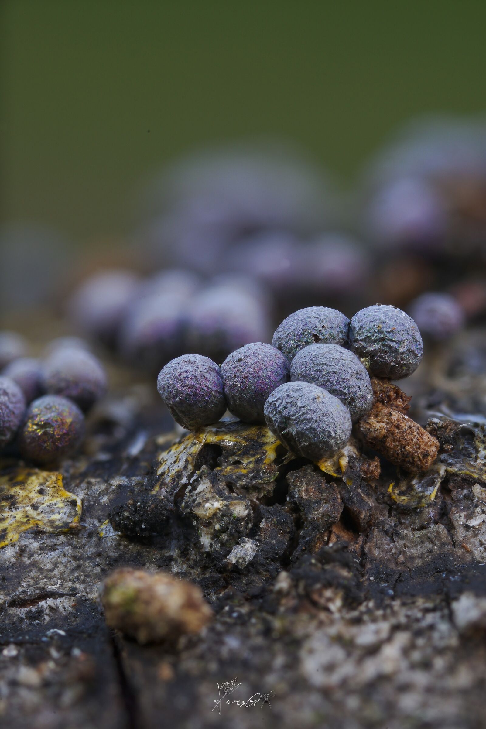 Iridescent myxomycetes