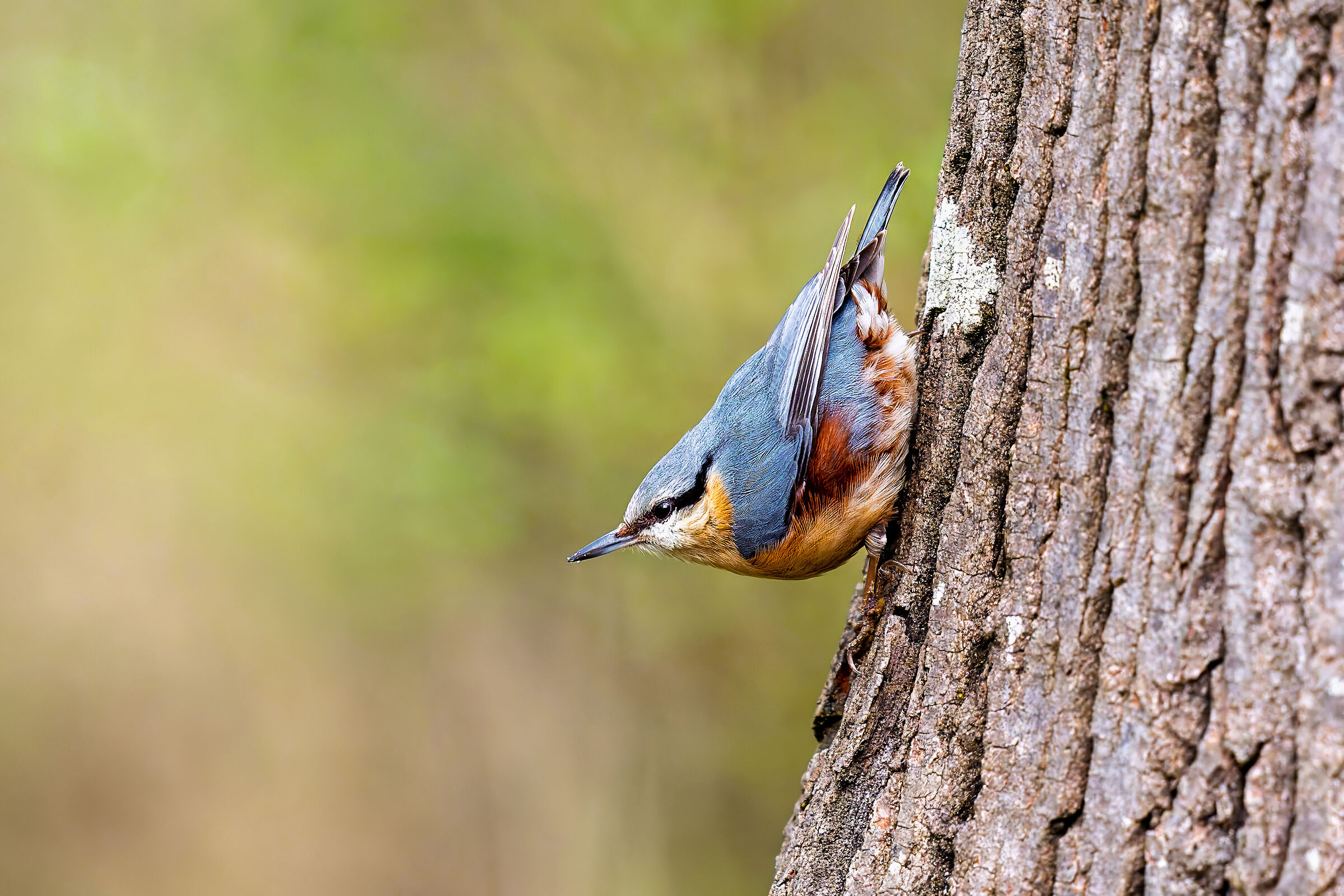 Nuthatch