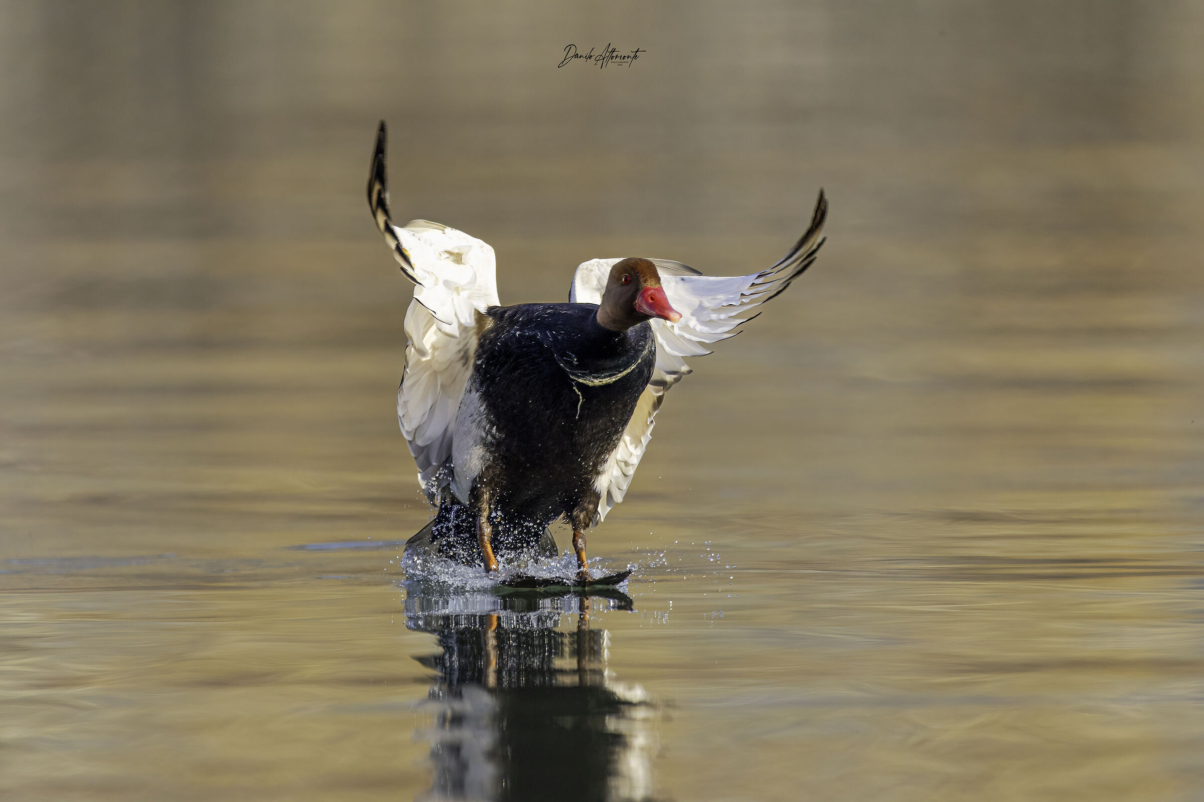 Pochard
