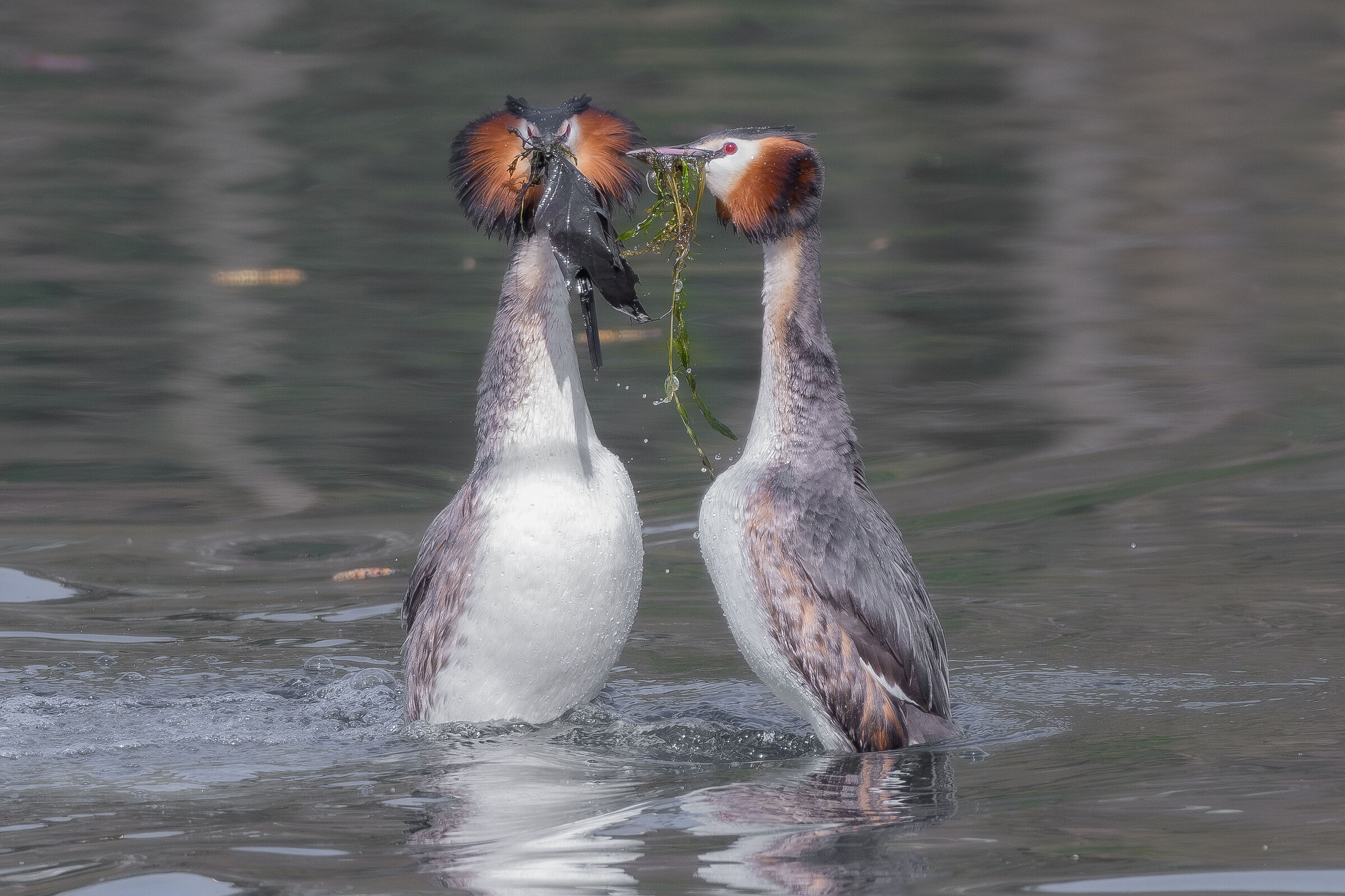 La stagione degli amori