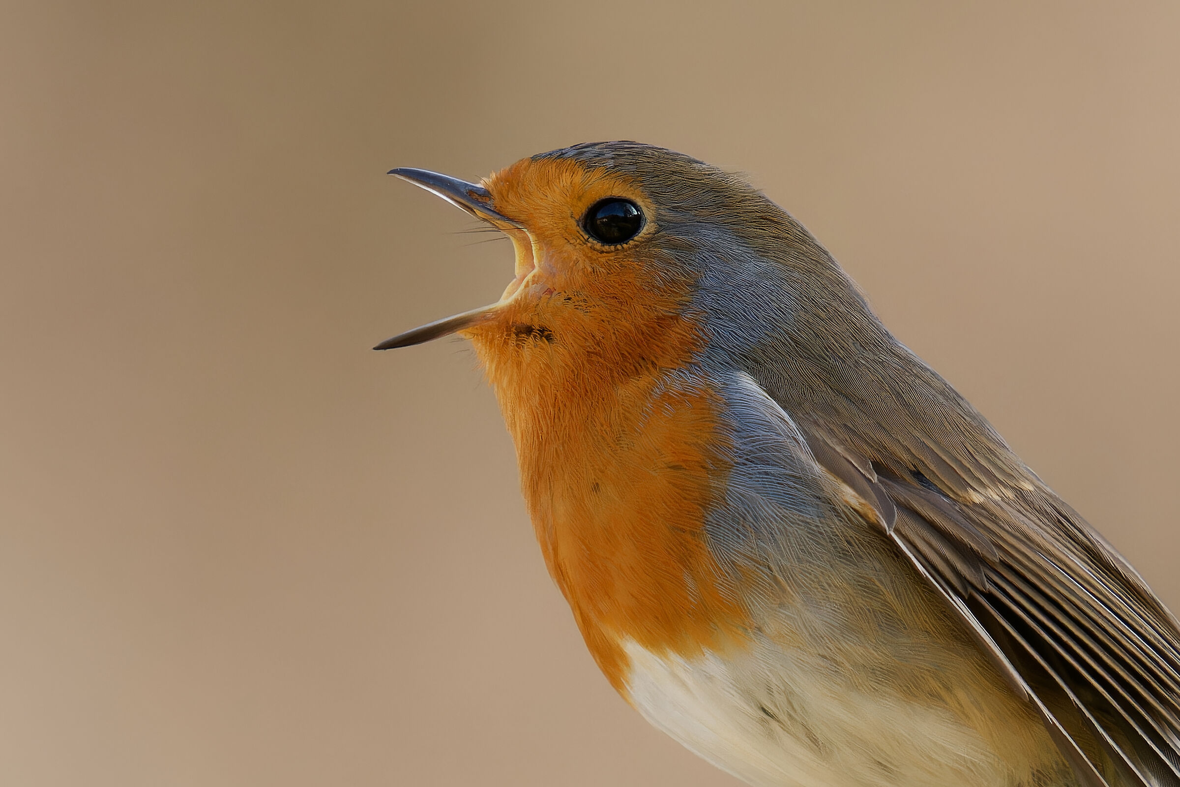 Robin cantante