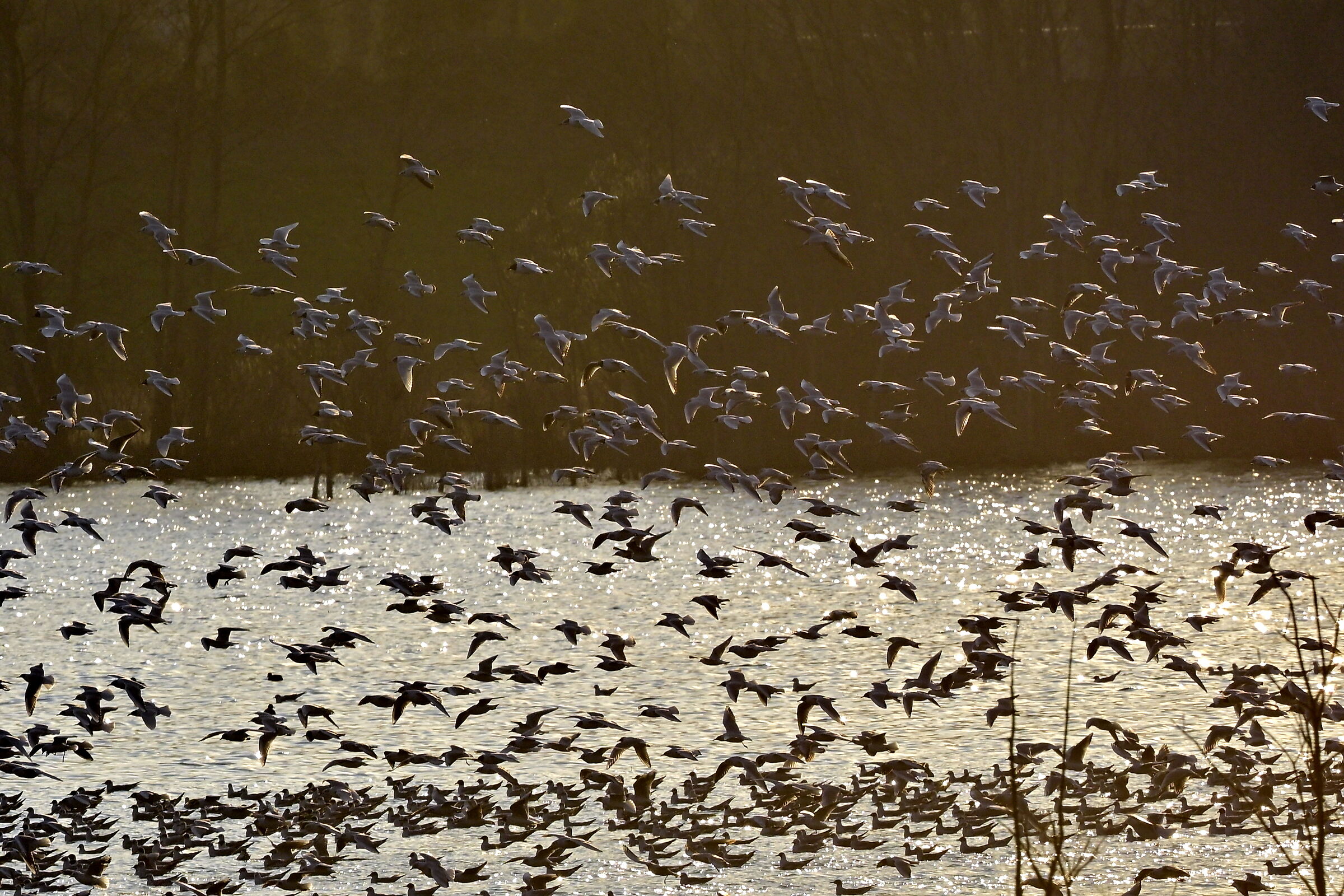 Seagulls Flight