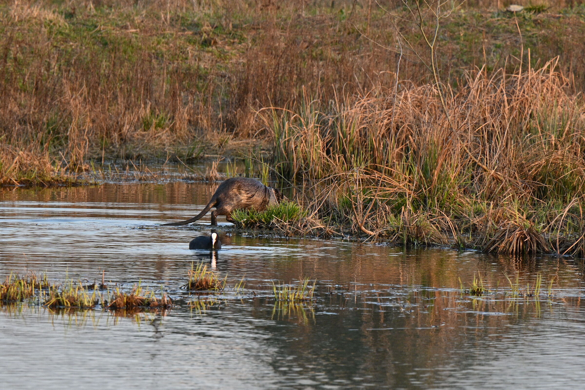Giant otter