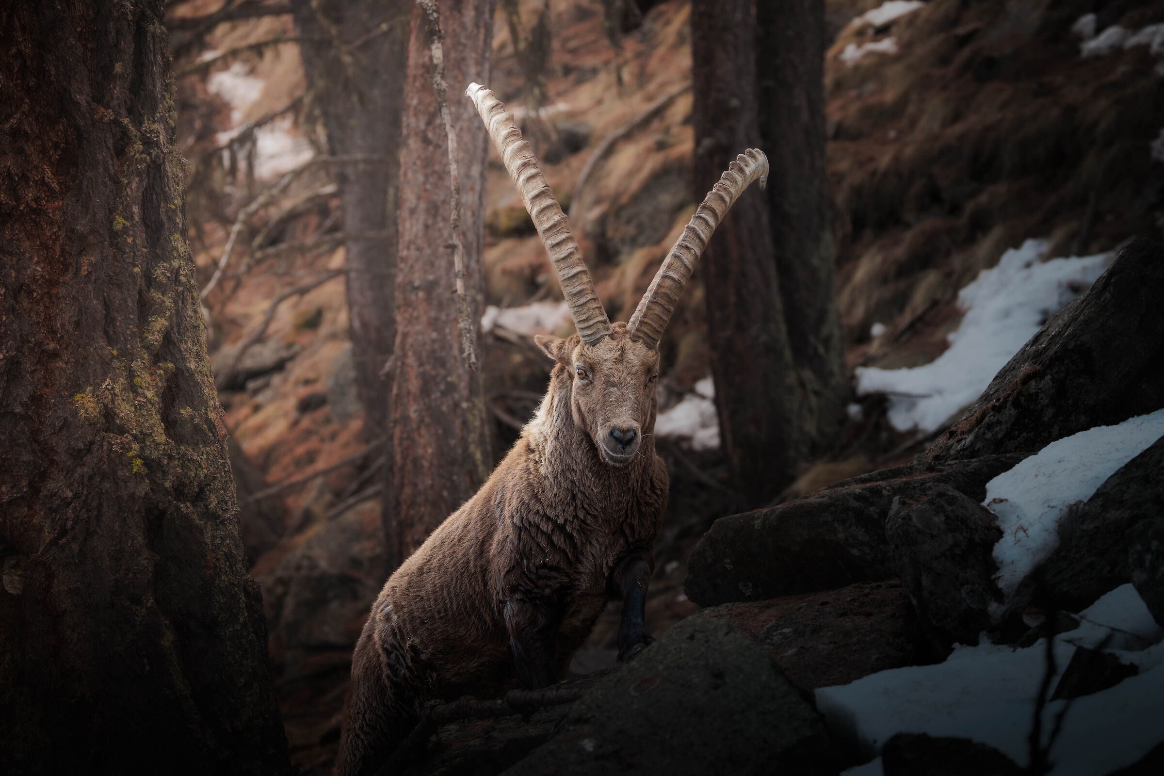 Lo stambecco, re indiscusso della montagna