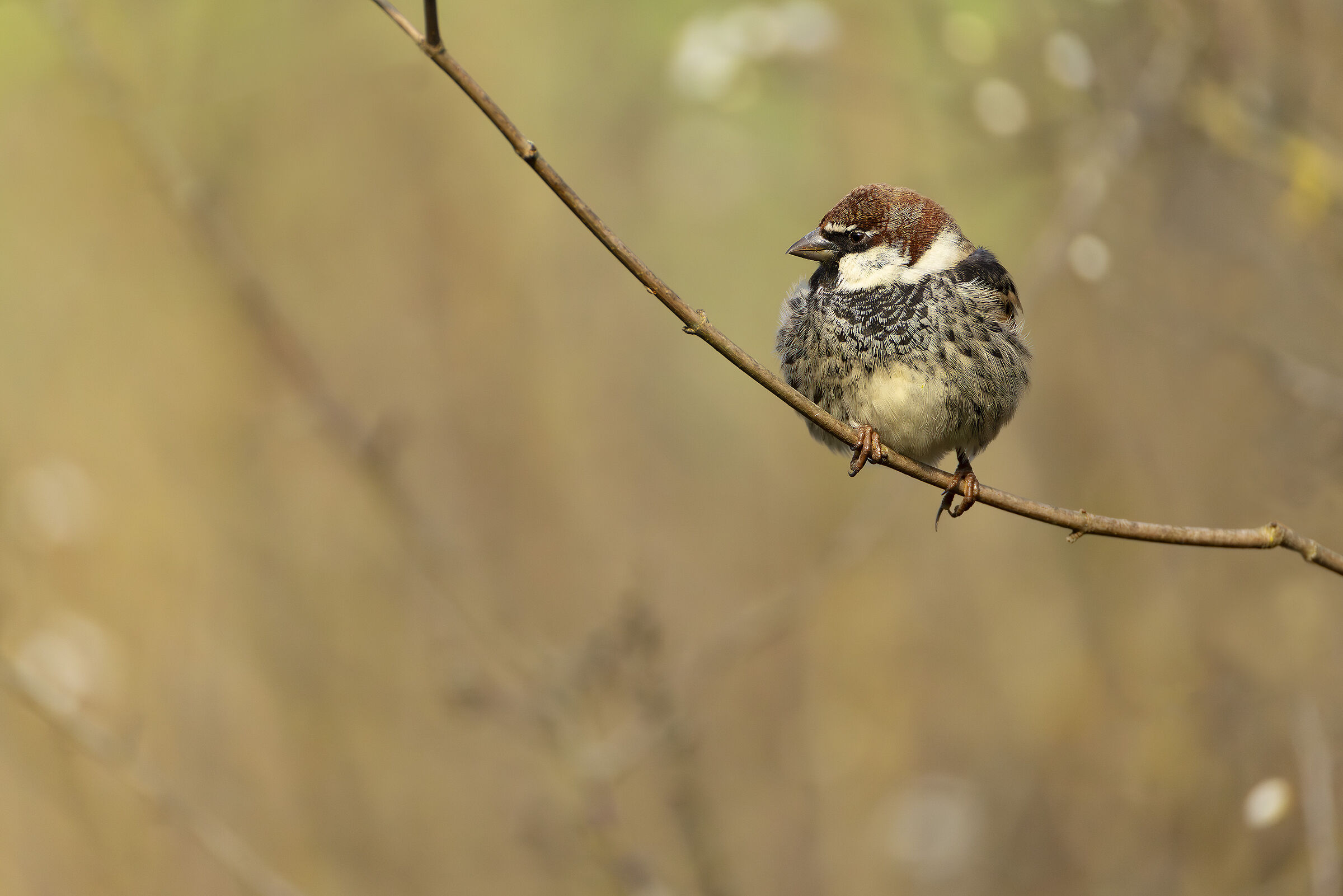 Sardinian Sparrow