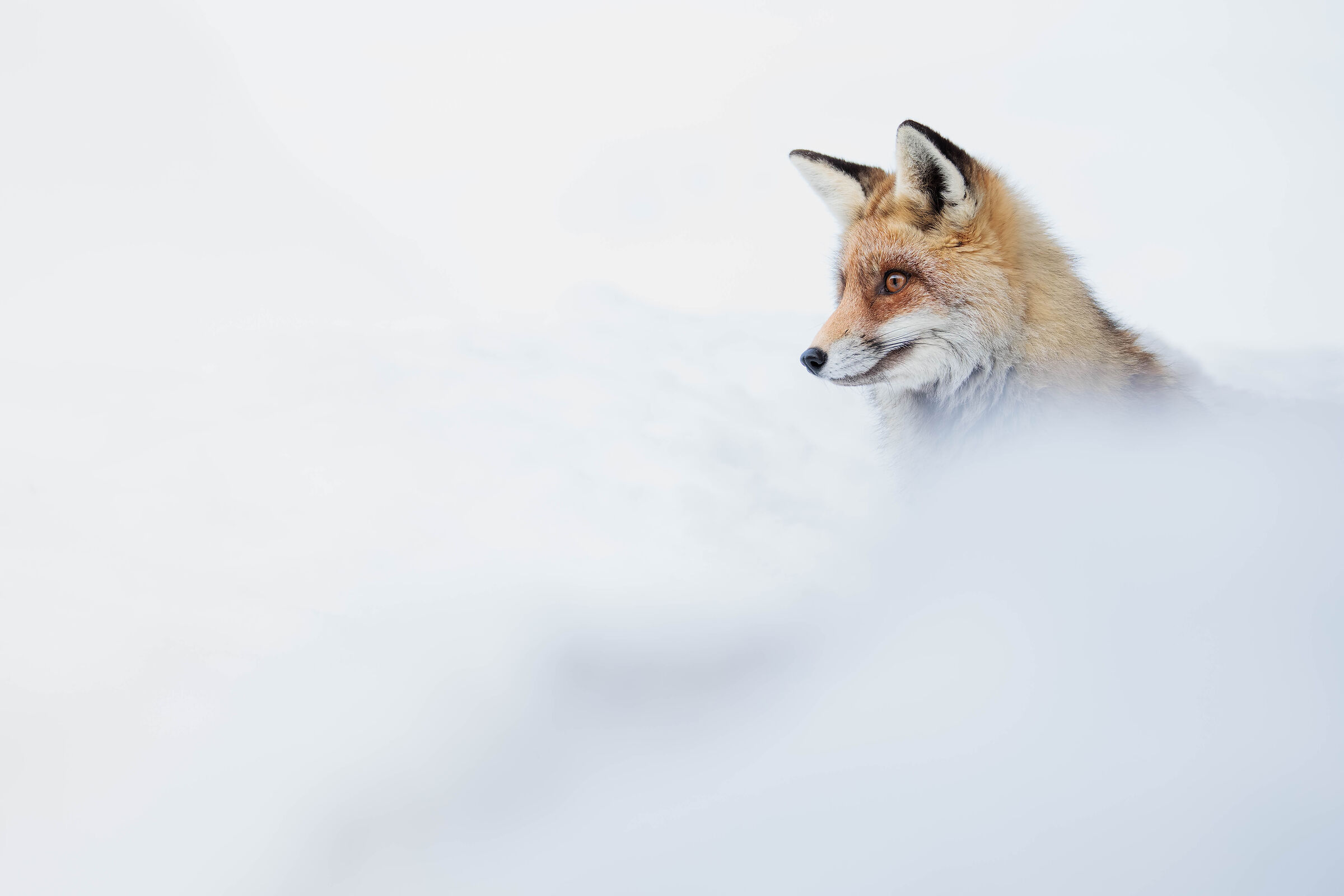 Volpe rossa fra la neve