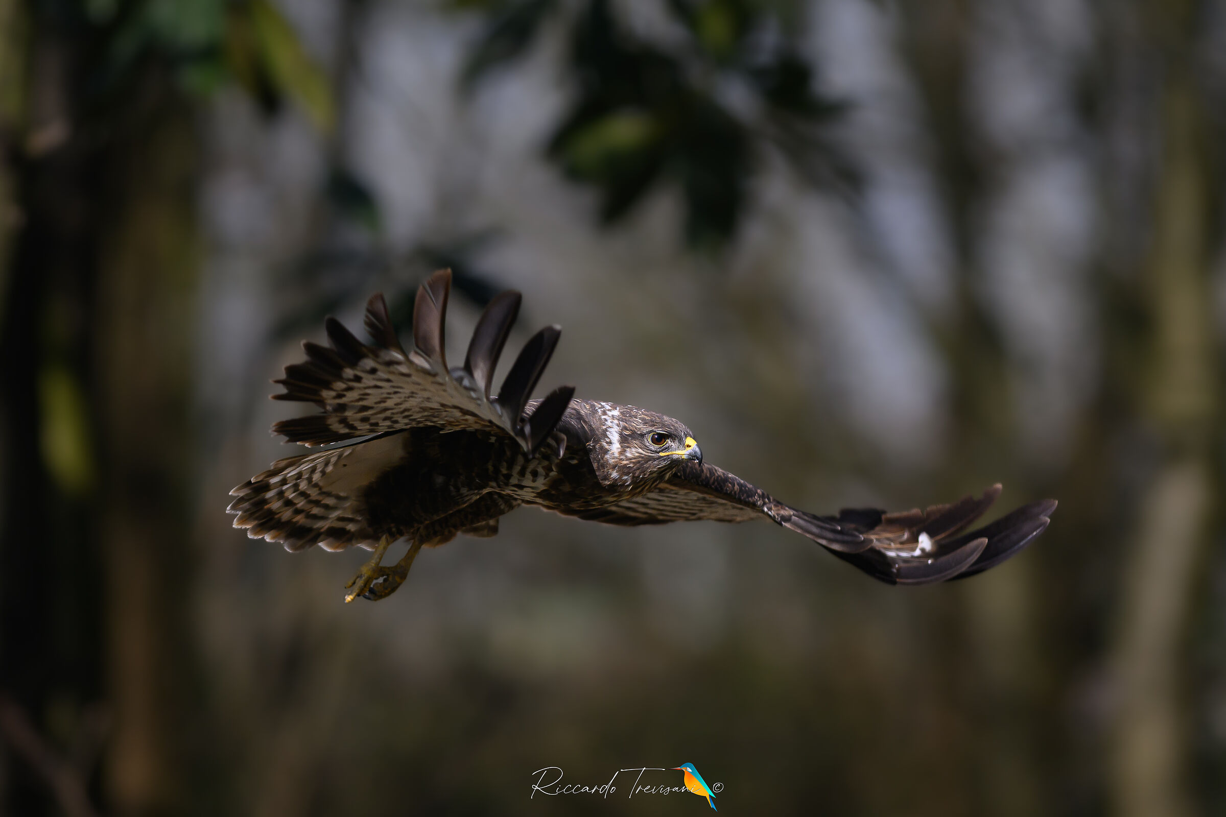 born to fly, common buzzard
