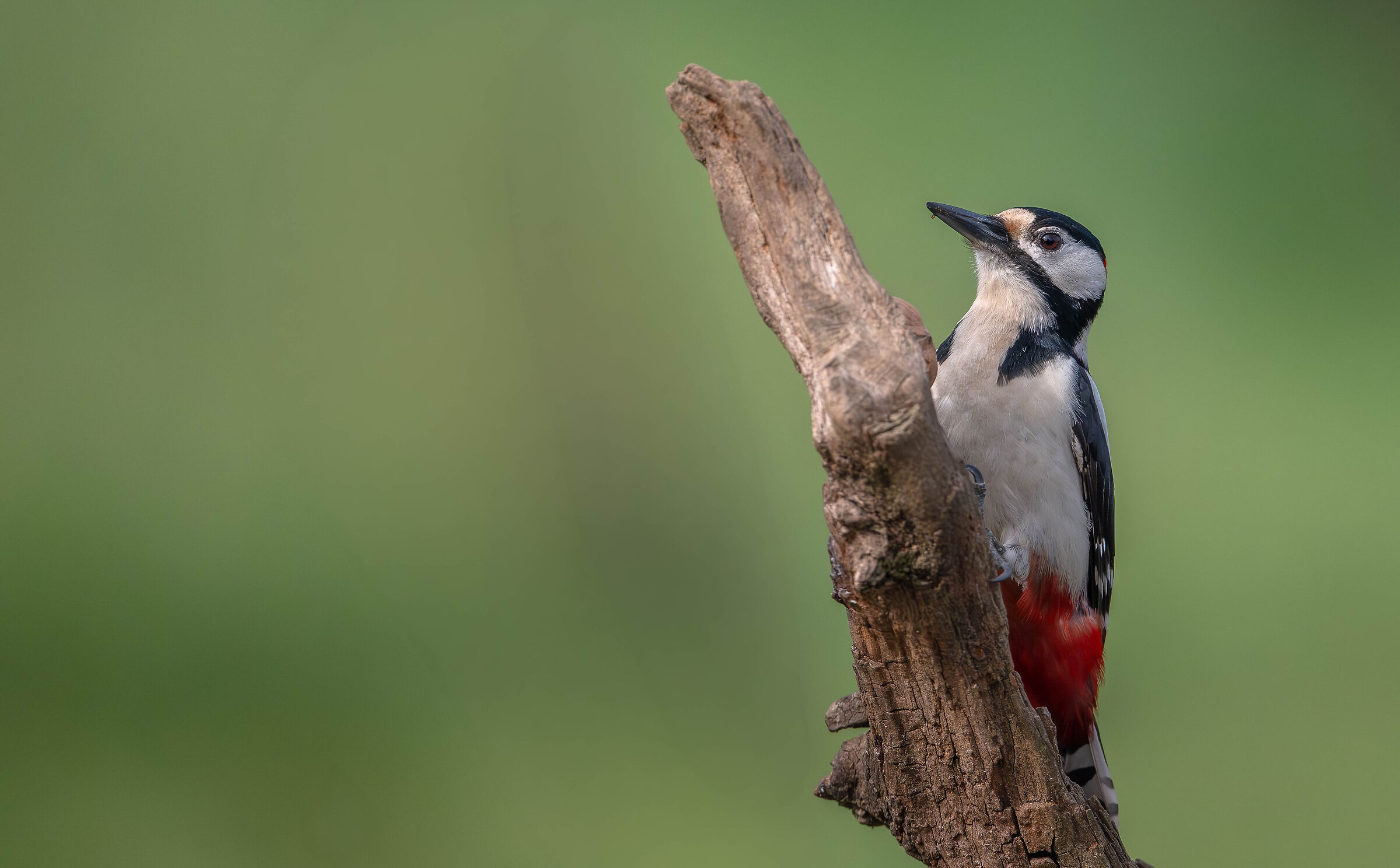 Spotted woodpecker #capannocora