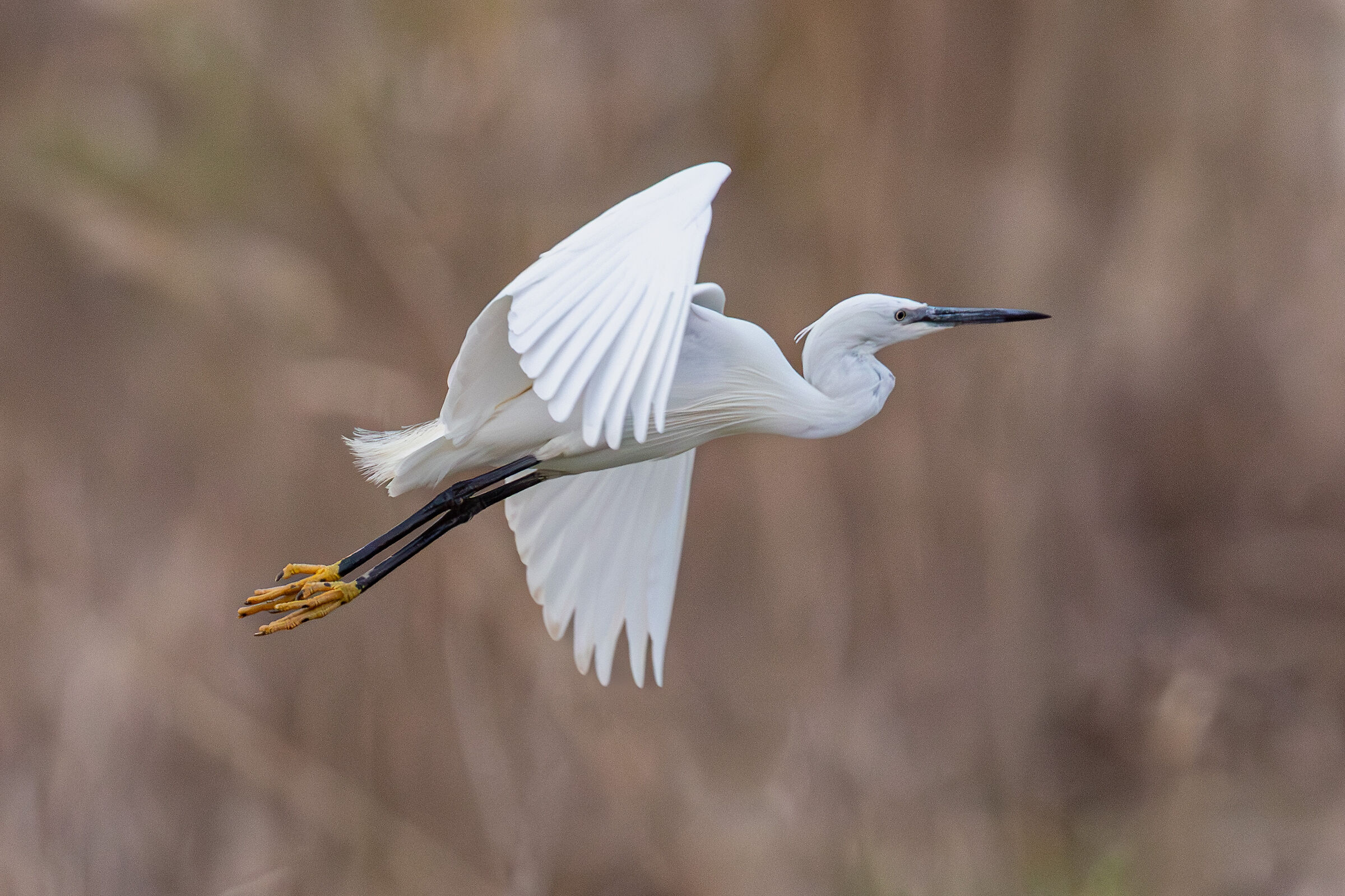 Little Egret
