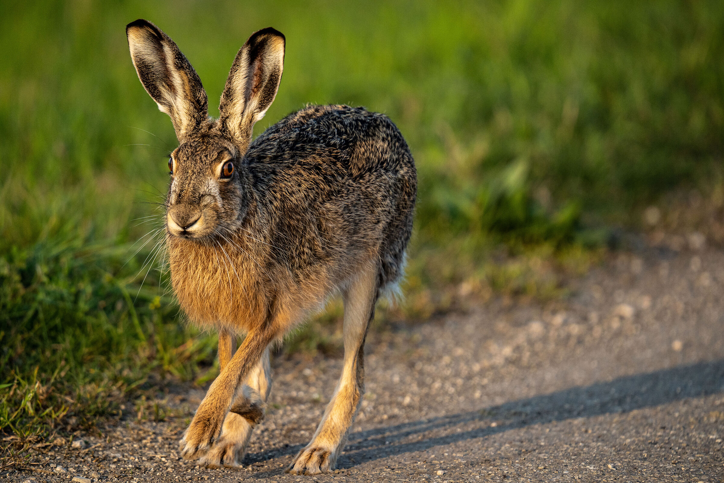 hare