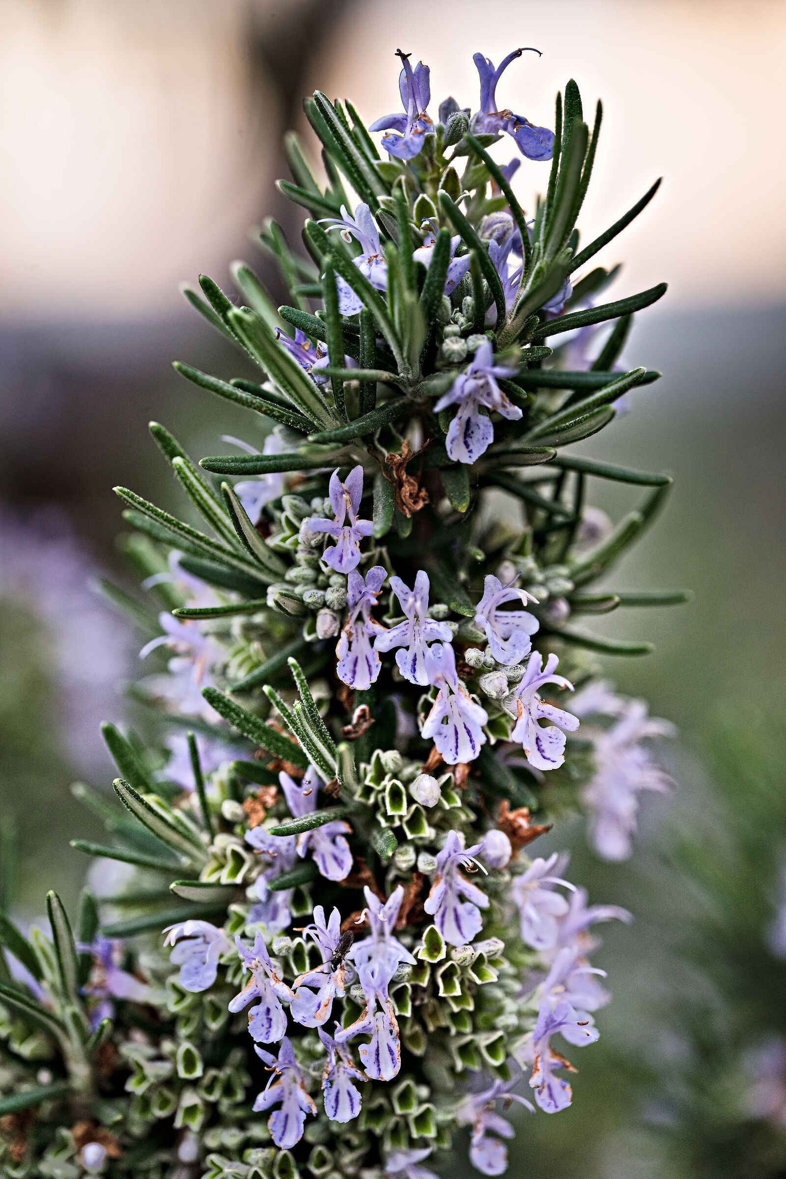 Rosemary in bloom
