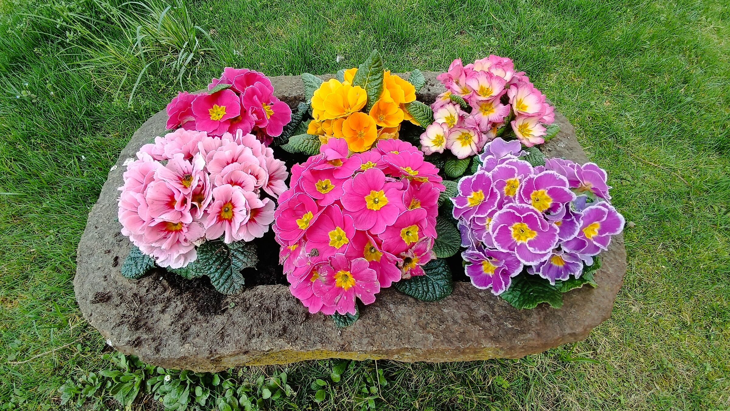 Flowers