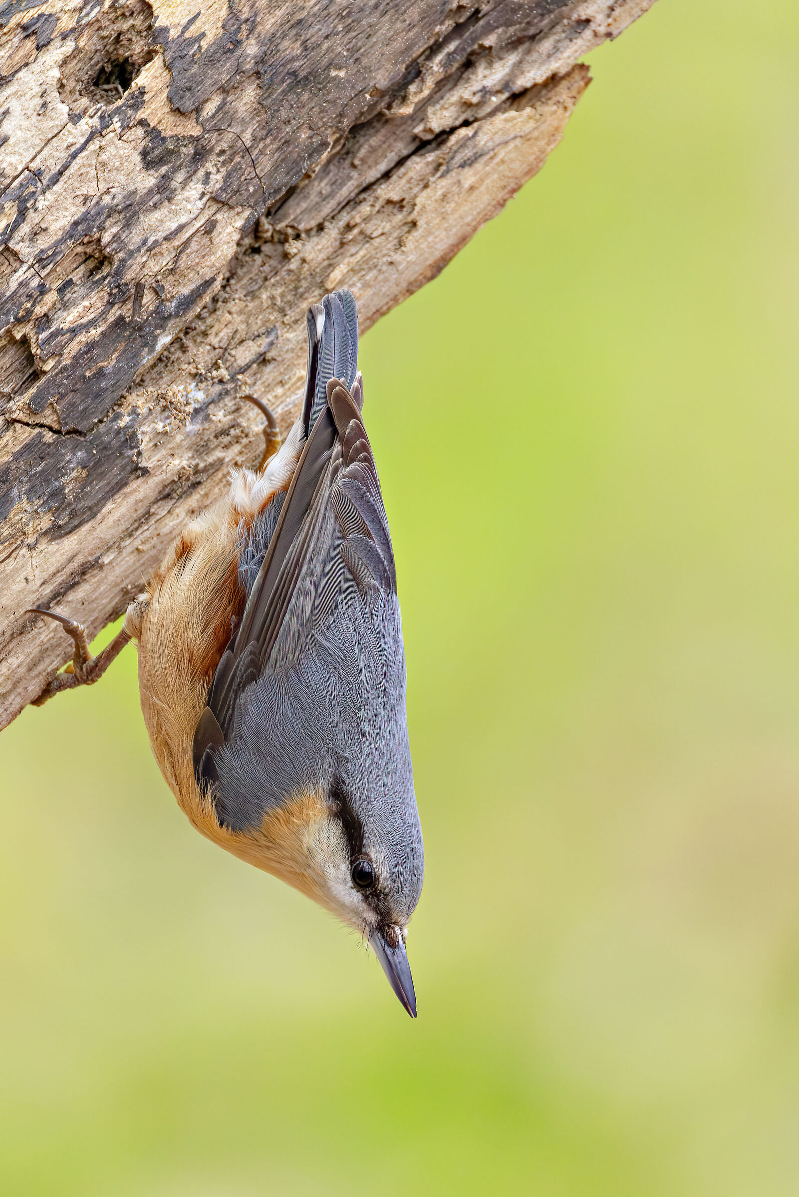 Nuthatch at 10,000 iso