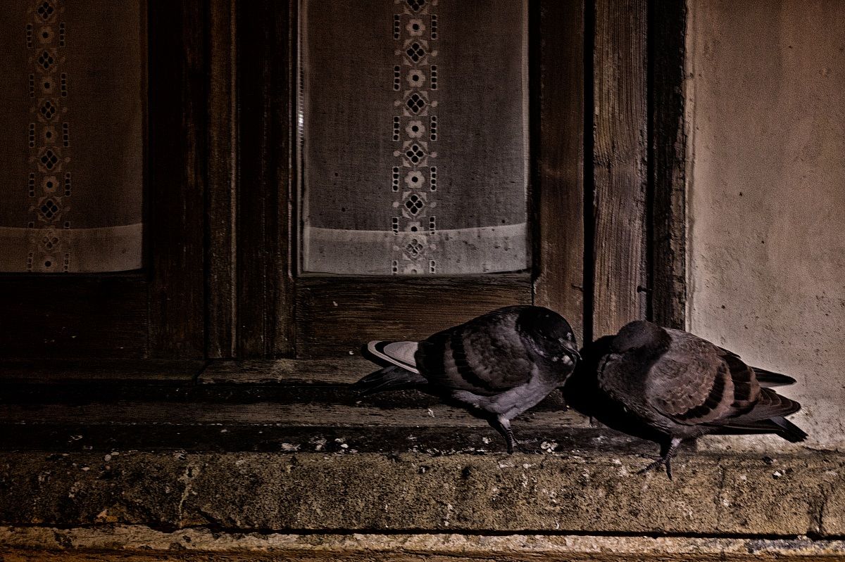 piccioni amoreggiano