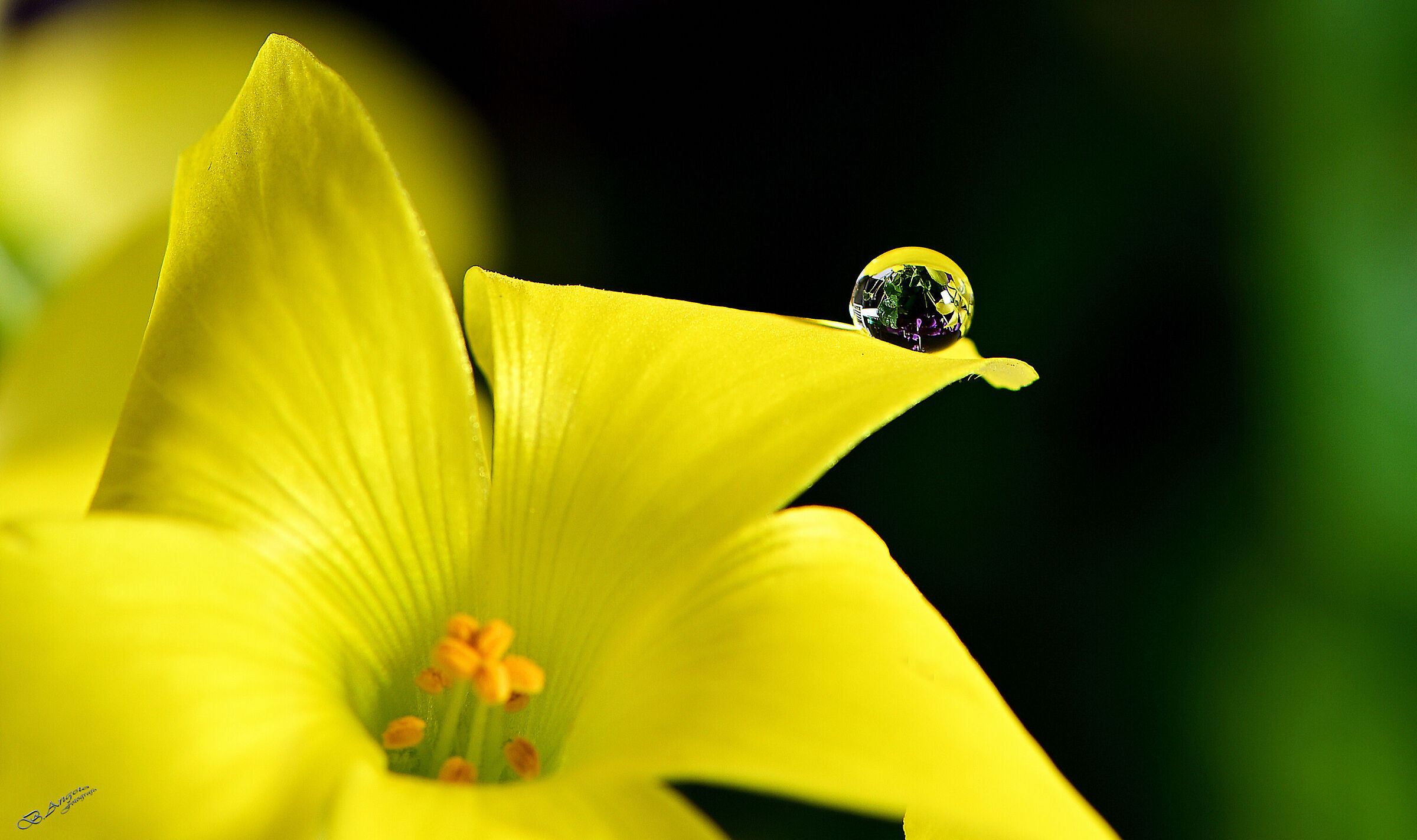 " Acetosella gialla con goccia "