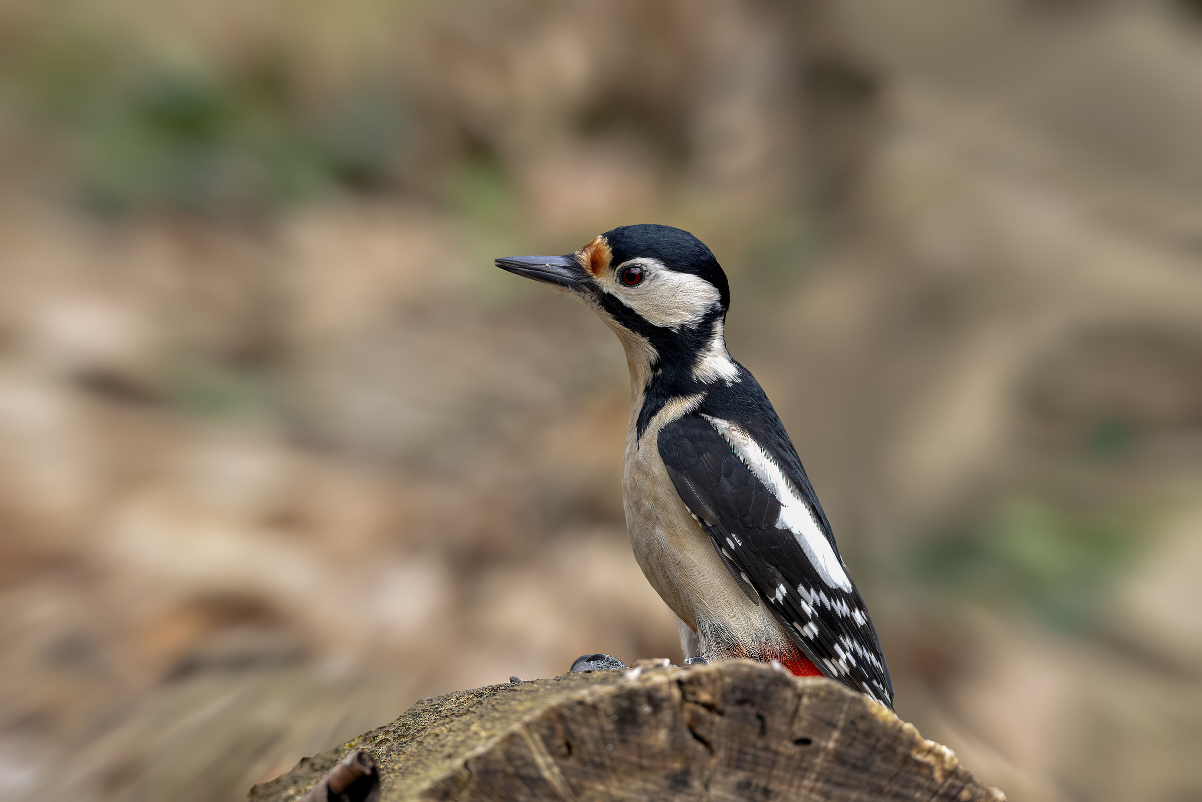 Great Spotted Woodpecker