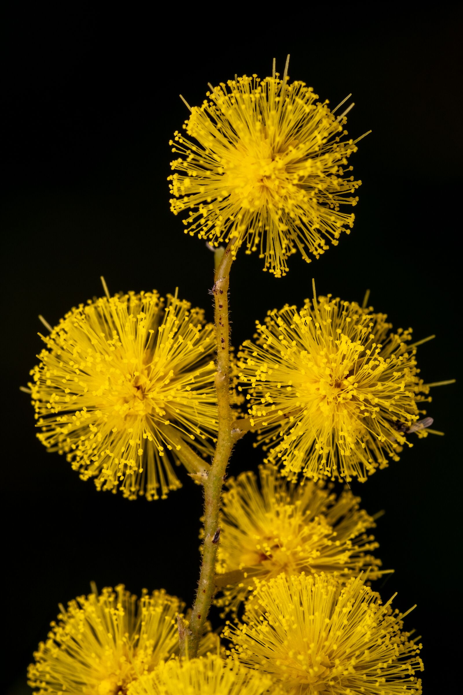 Macro-Auguri a tutte le donne