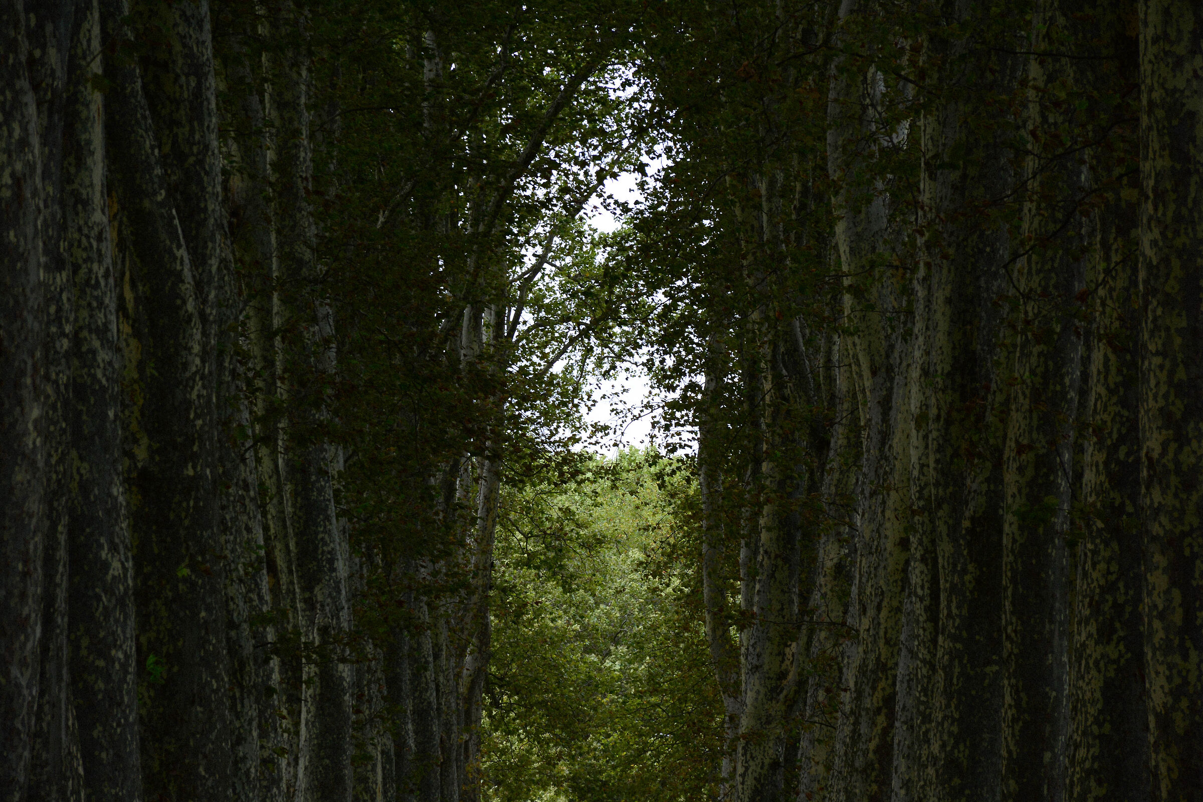 say "friends" and enter... Mellon!