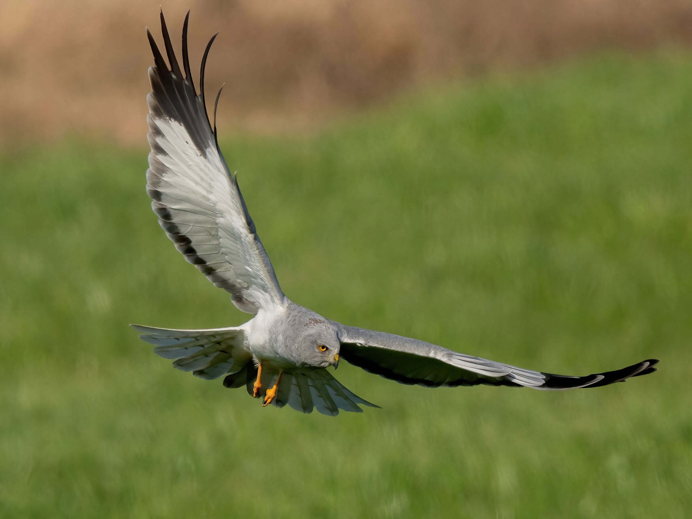 Hen Harrier (Circus cyaneus) male