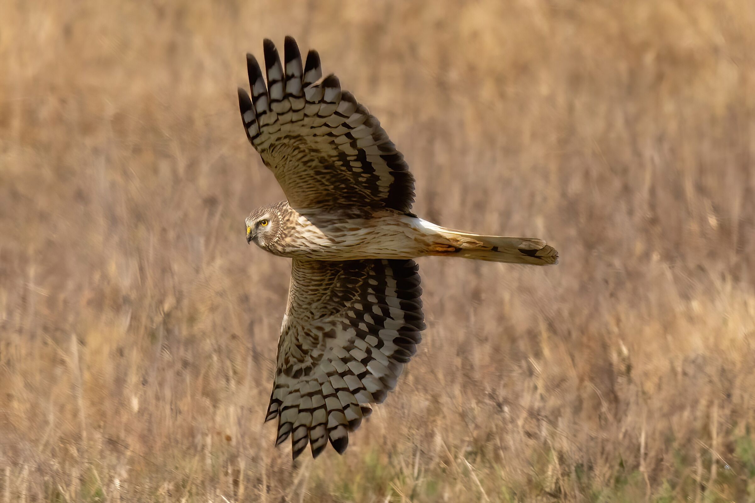 Hen Harrier (Circus cyaneus) female
