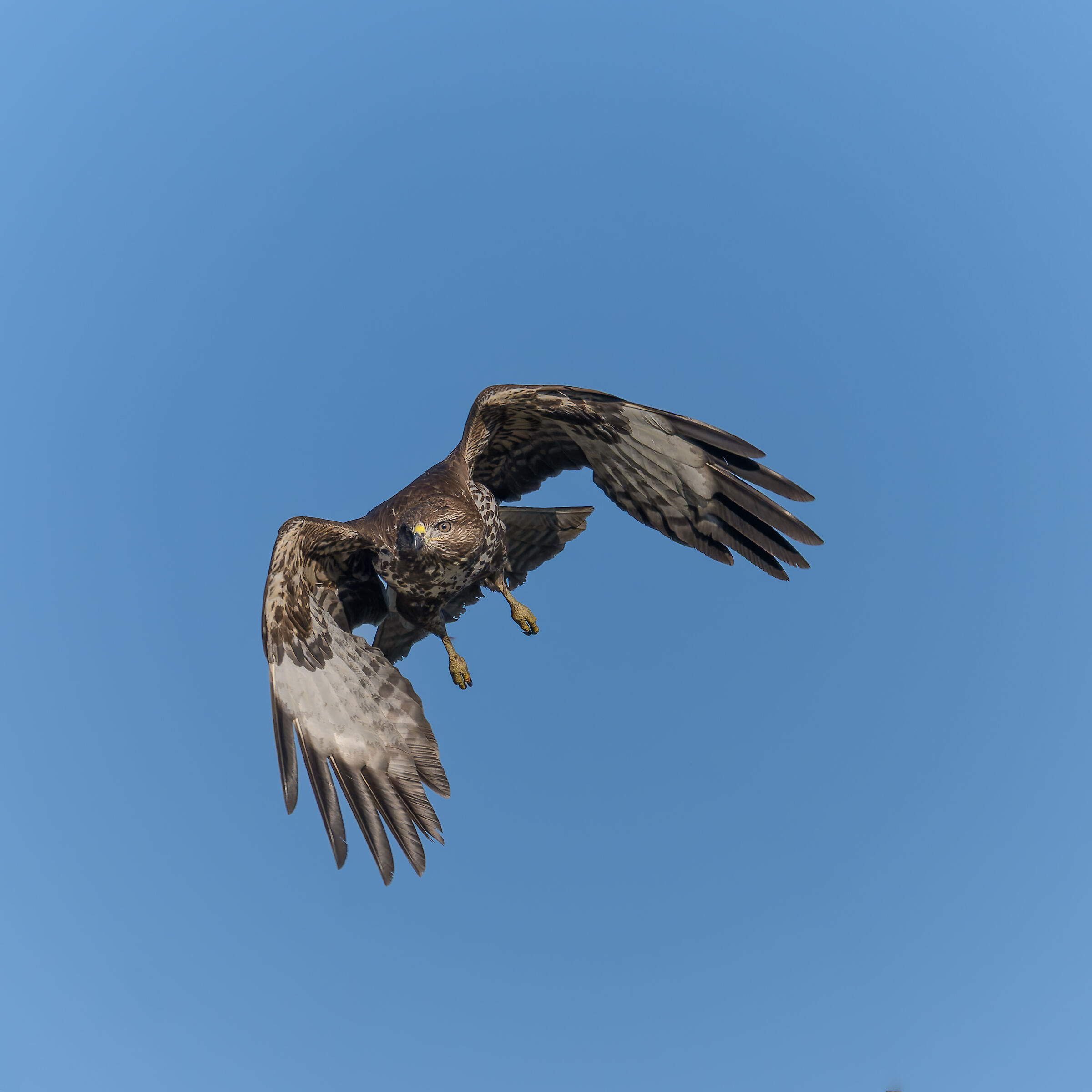 Poiana - Buteo buteo