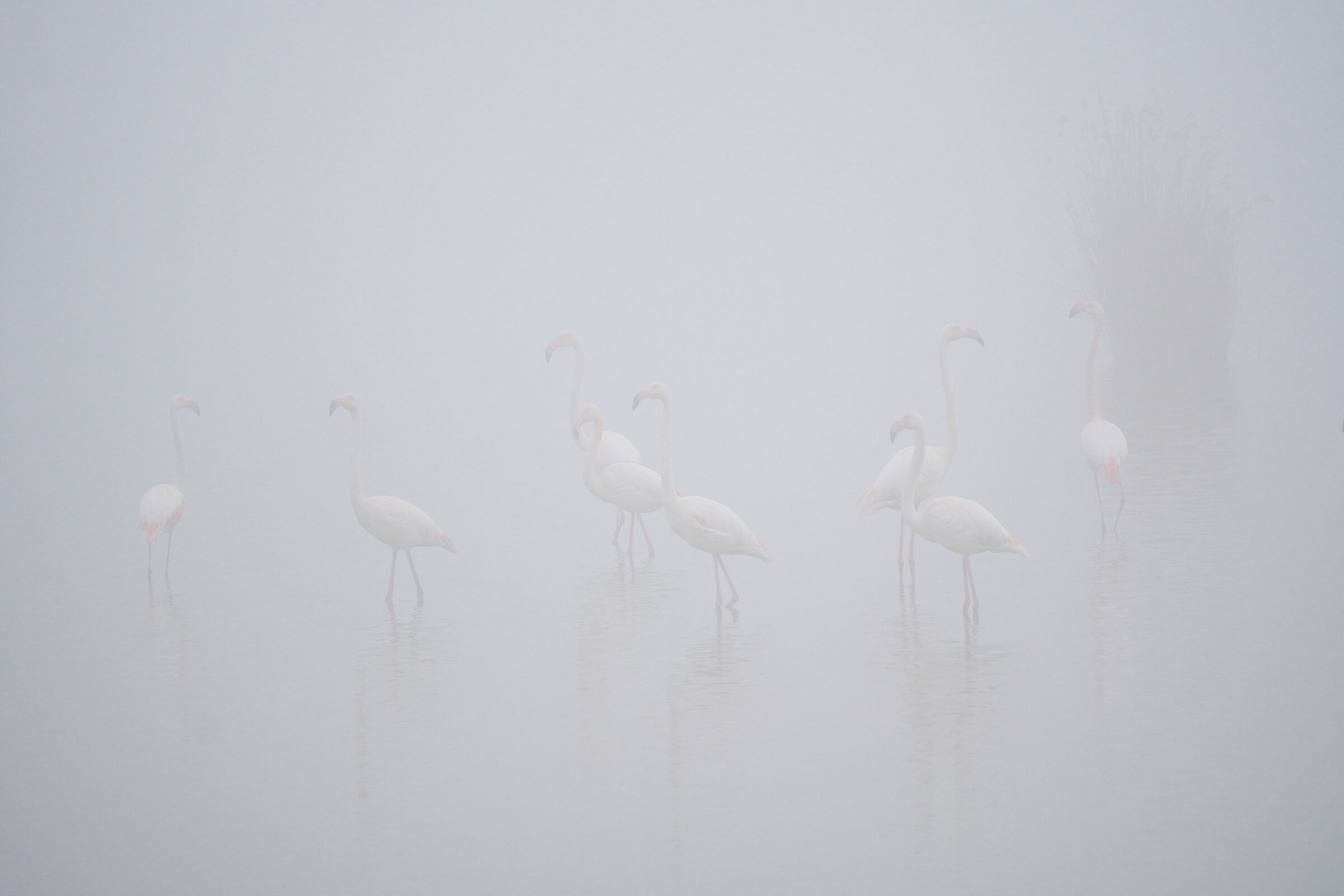 FLAMINGOS IN THE FOG
