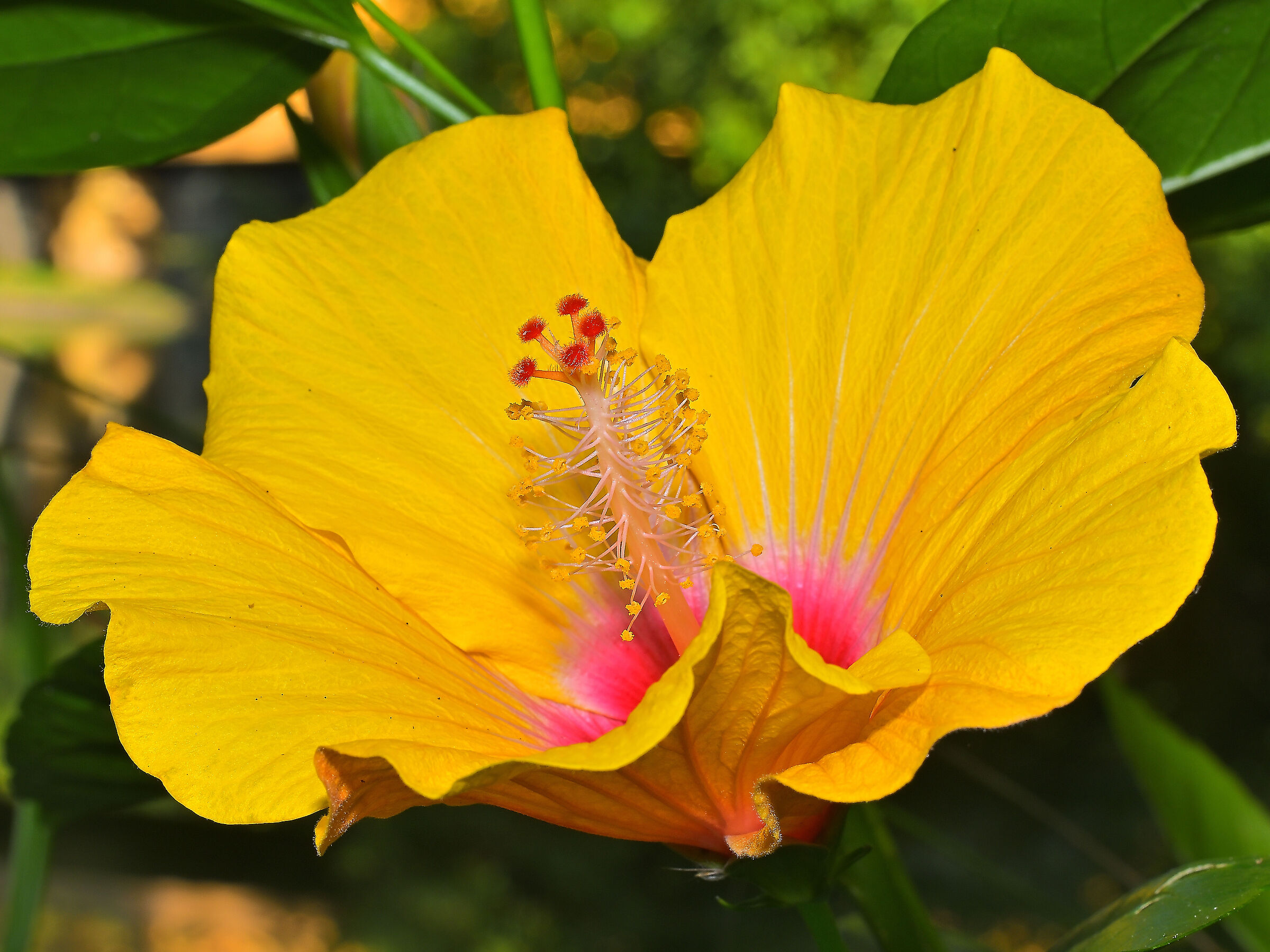 Hibiscus