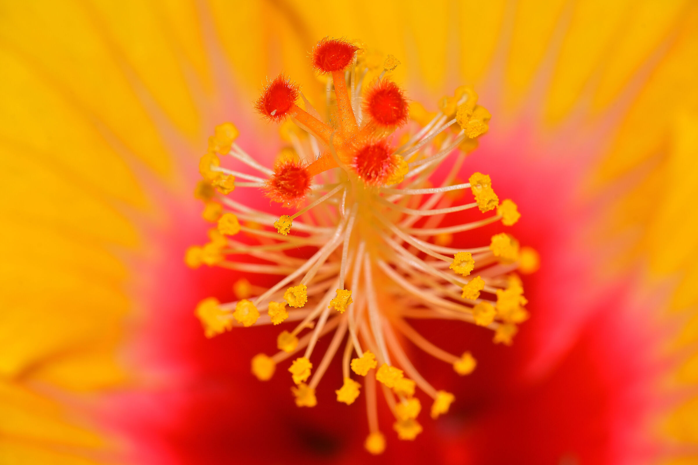 Hibiscus