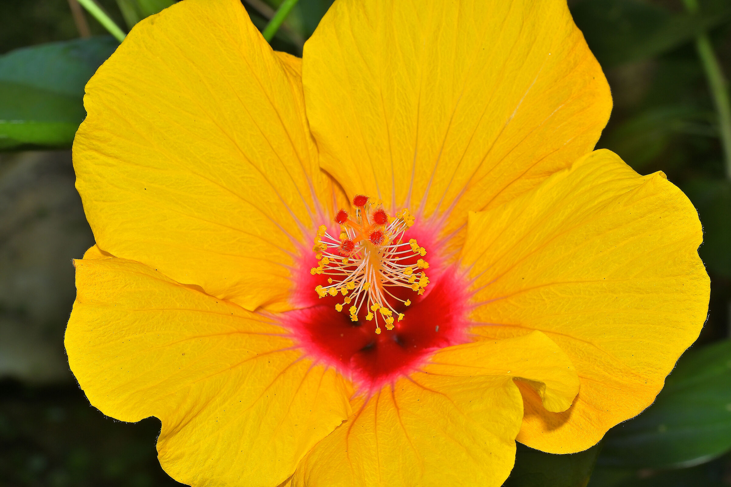 Hibiscus