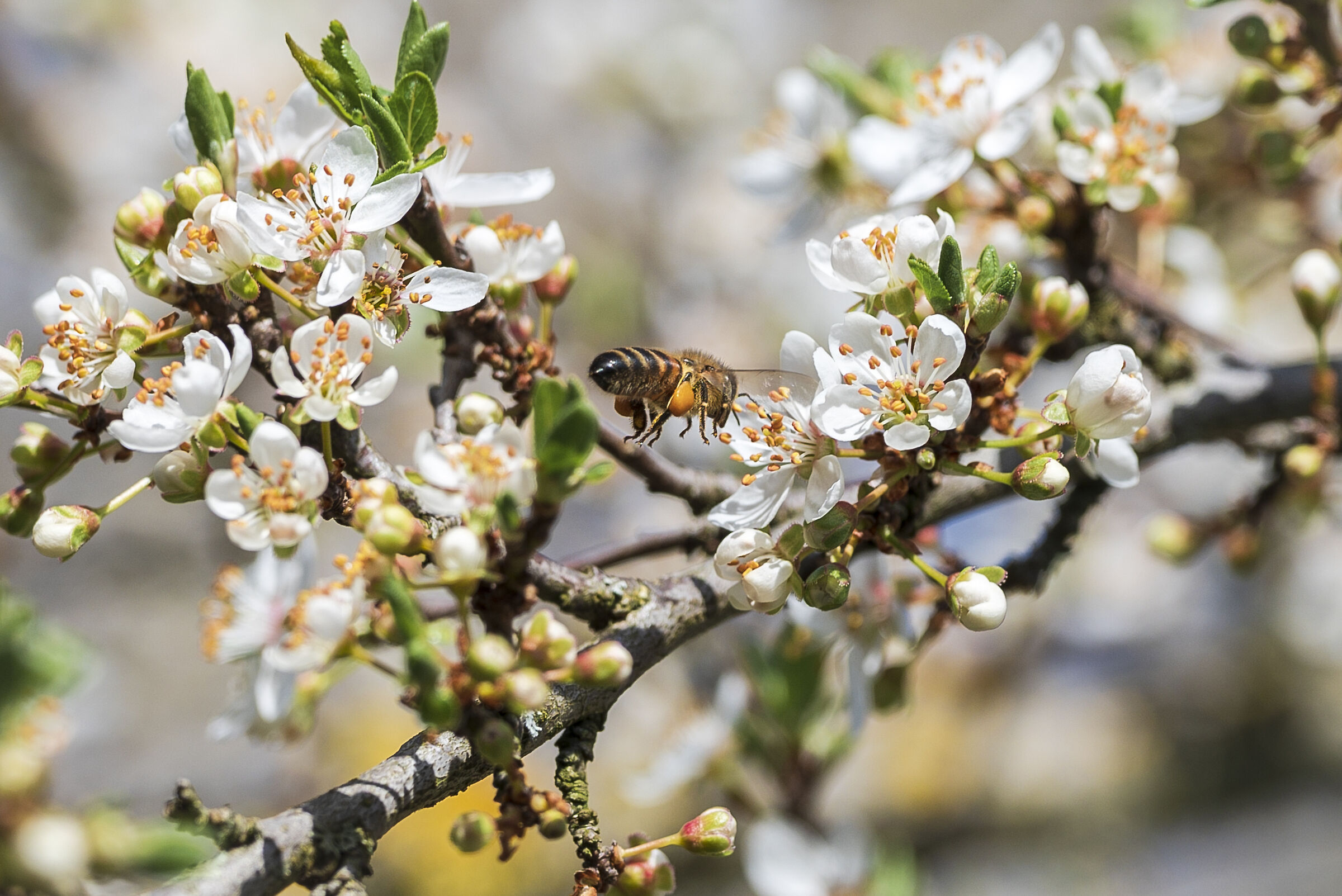 The dance starts again