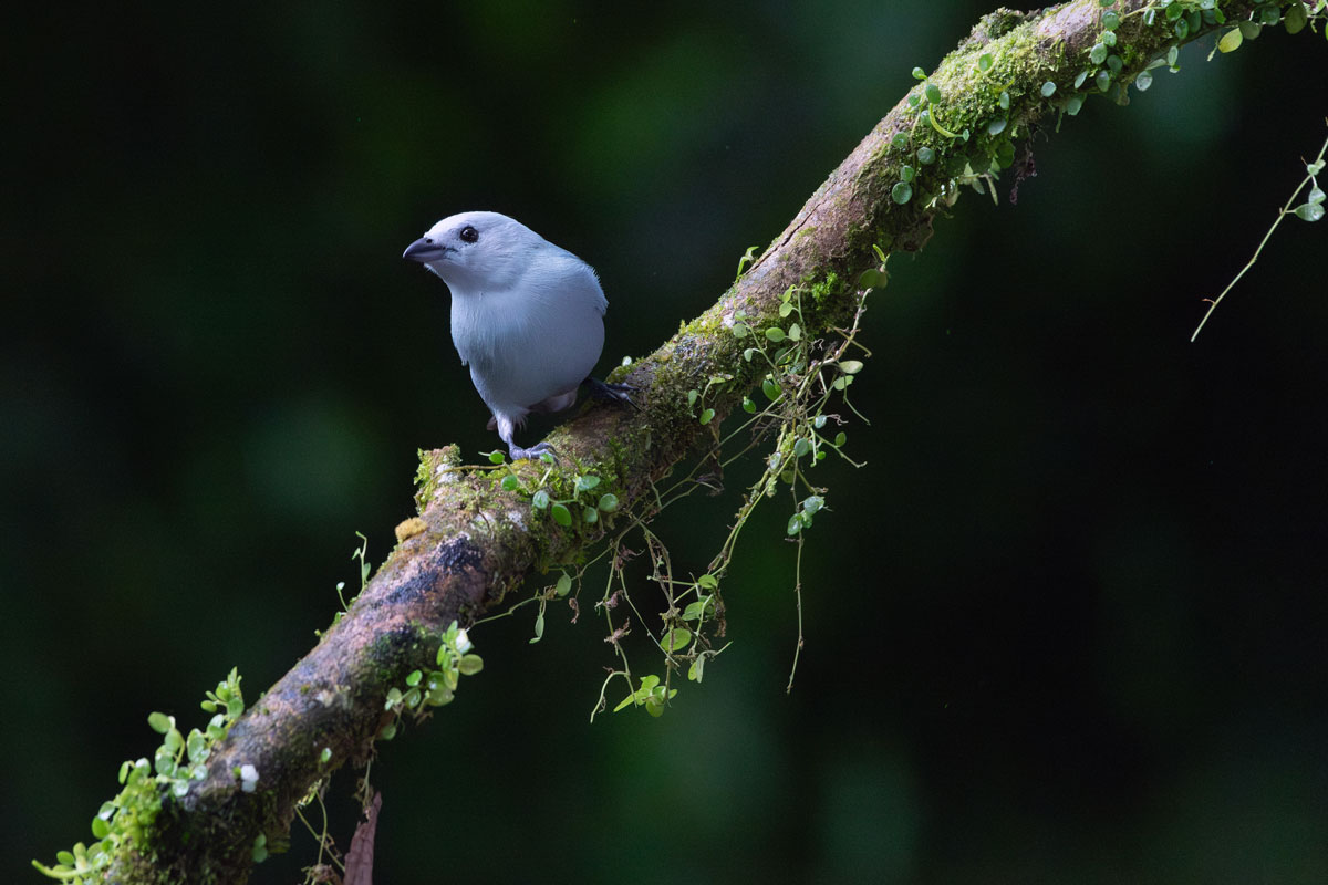 Grey-blue tangara