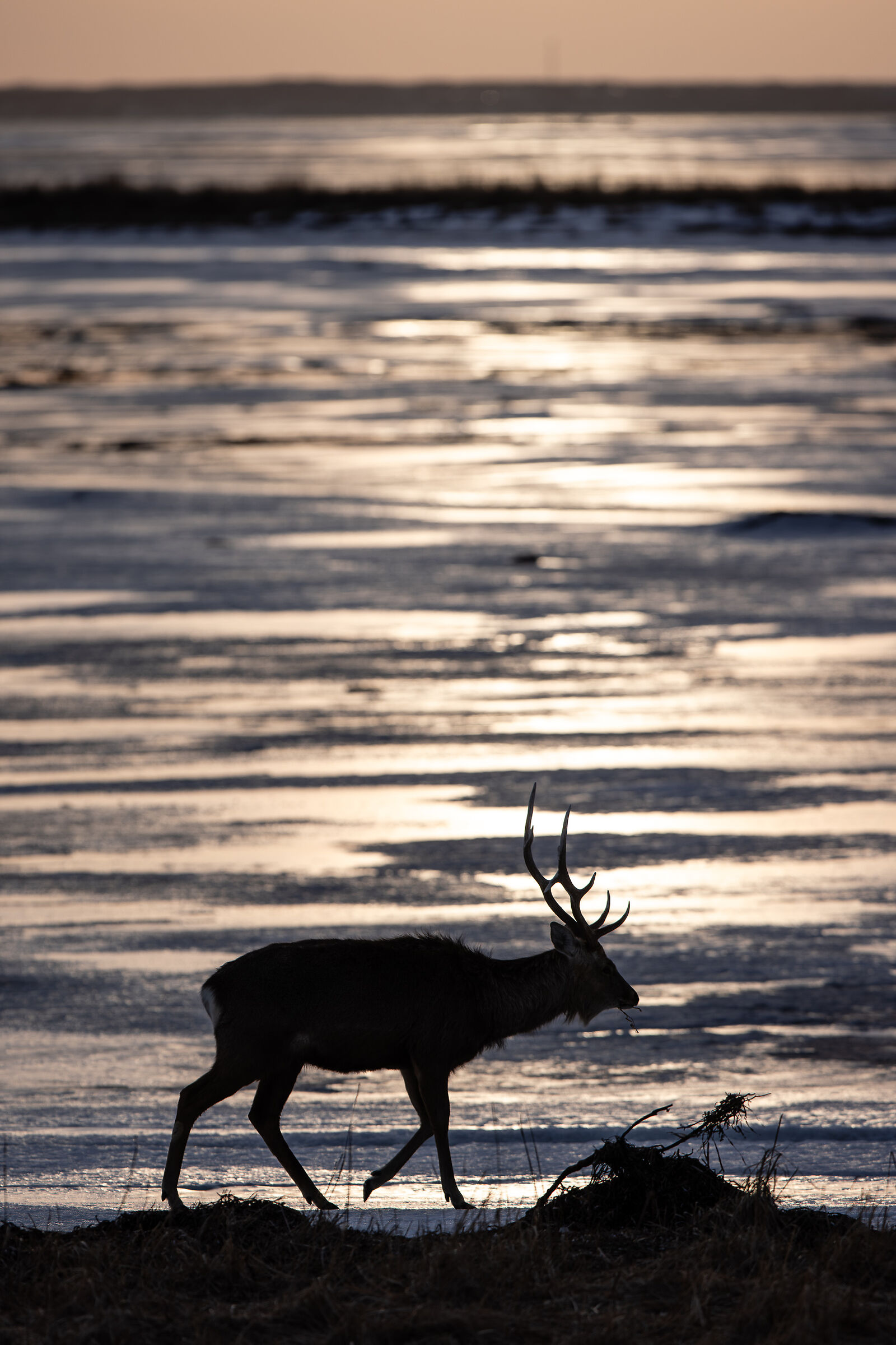 Wild Japan 2026 - Shika Deer at Sunset