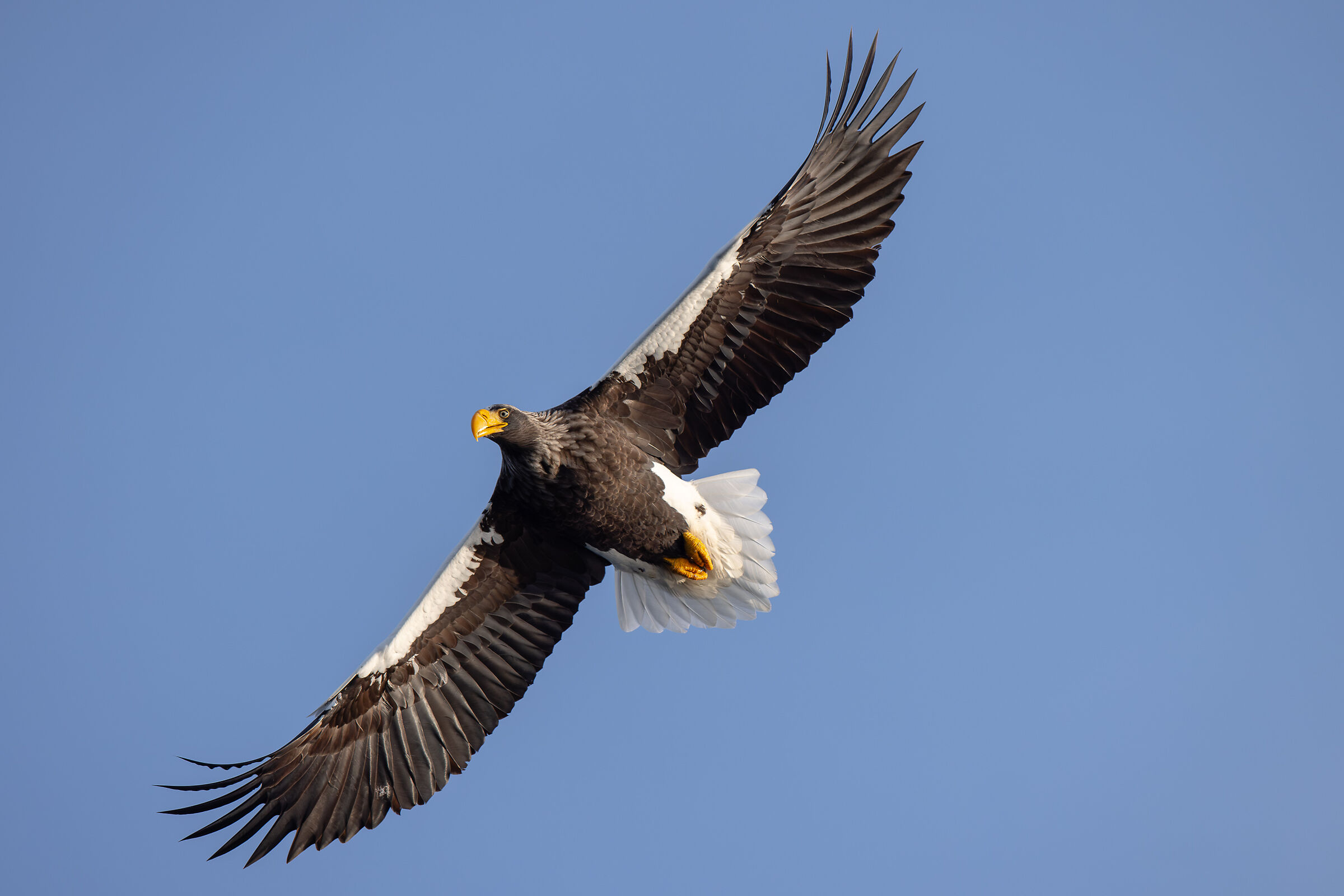 Wild Japan 2026 - Stellar Eagle