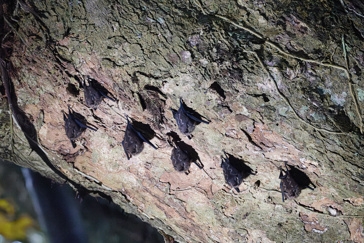 Pipistrelli ali a sacco maggiori